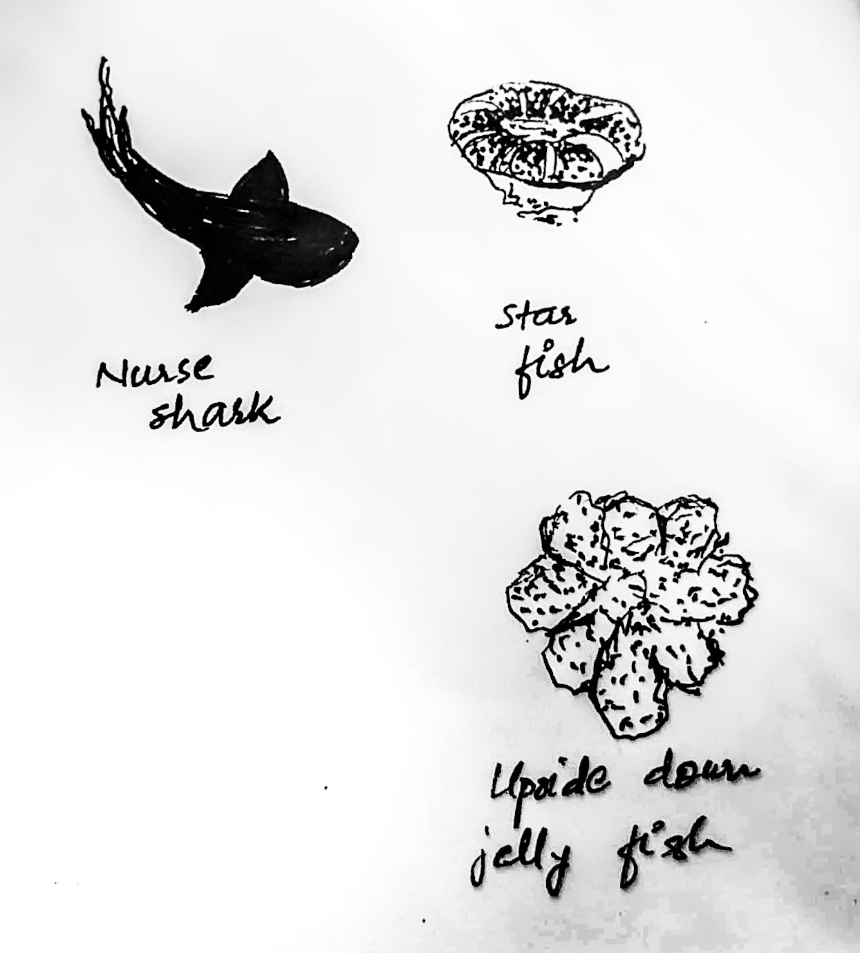 Quick live sketching on a kayak ✅ The upside down fish looks like a snowflake