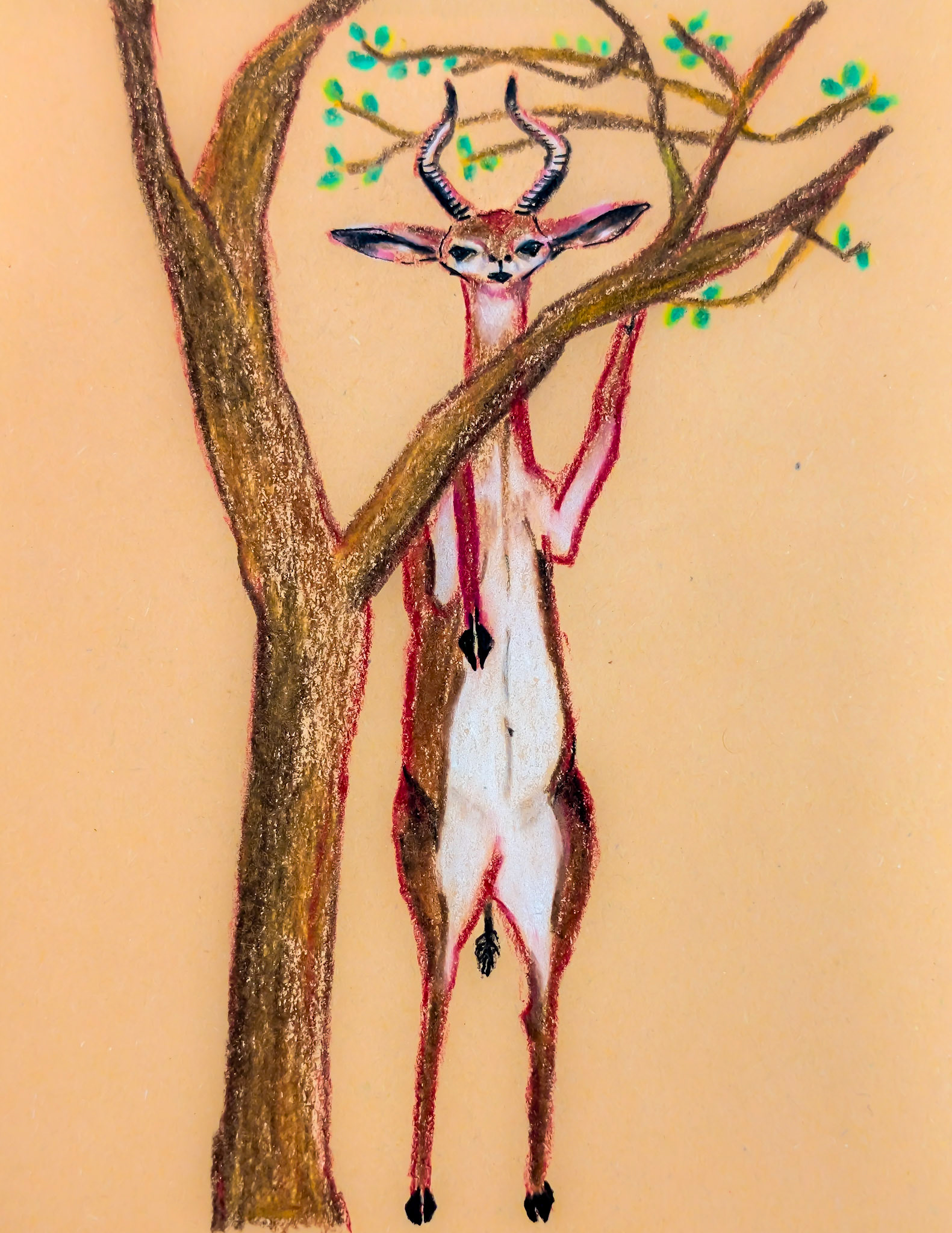 Giraffe Gazelle Antelope. Smithsonian Museum. Washington DC - Excellently preserved at the museum. I'll find the year of death on my next visit