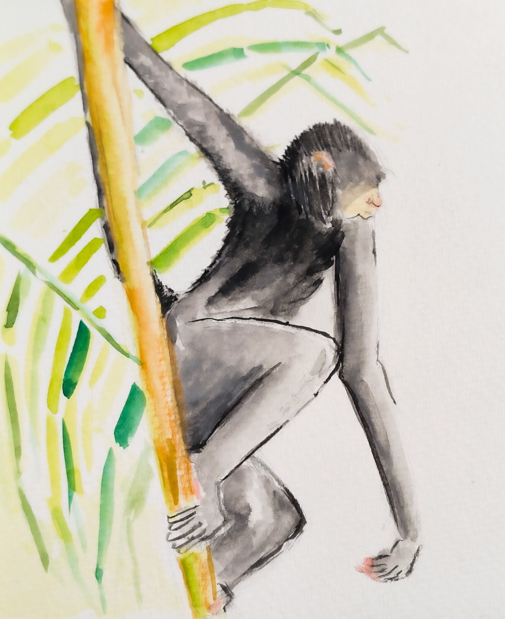 Spider Monkey. Amazon Rain Forest. Peru - long powerful limbs and tail. Super powers.