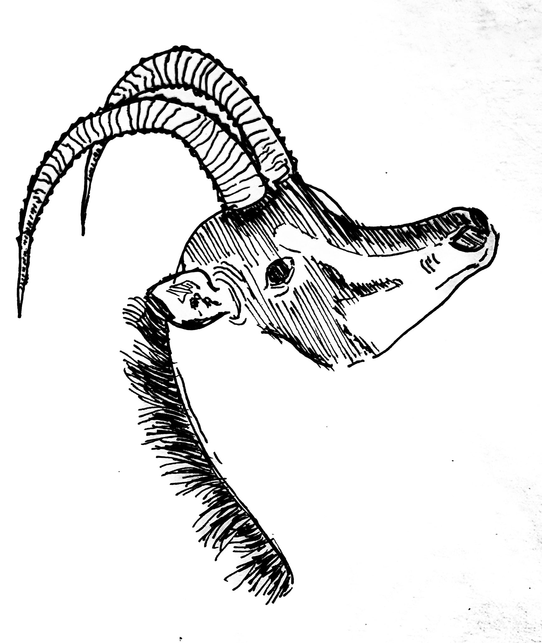 A study. Smithsonian Museum of Natural History. Washington DC. Sketched at location. How can the dead look so life like?