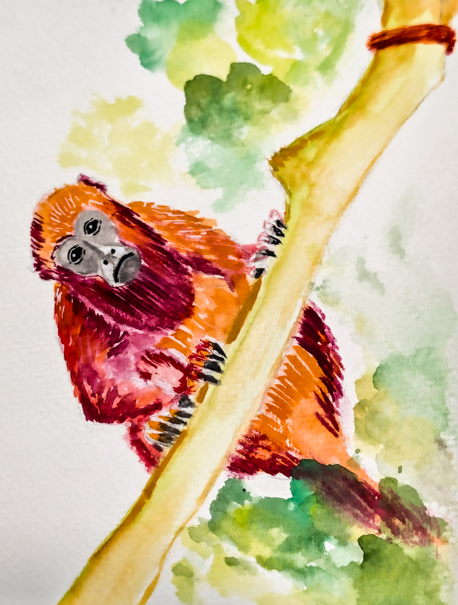 Howler Monkey. Amazon Rain Forest. Peru - loud noisy howls