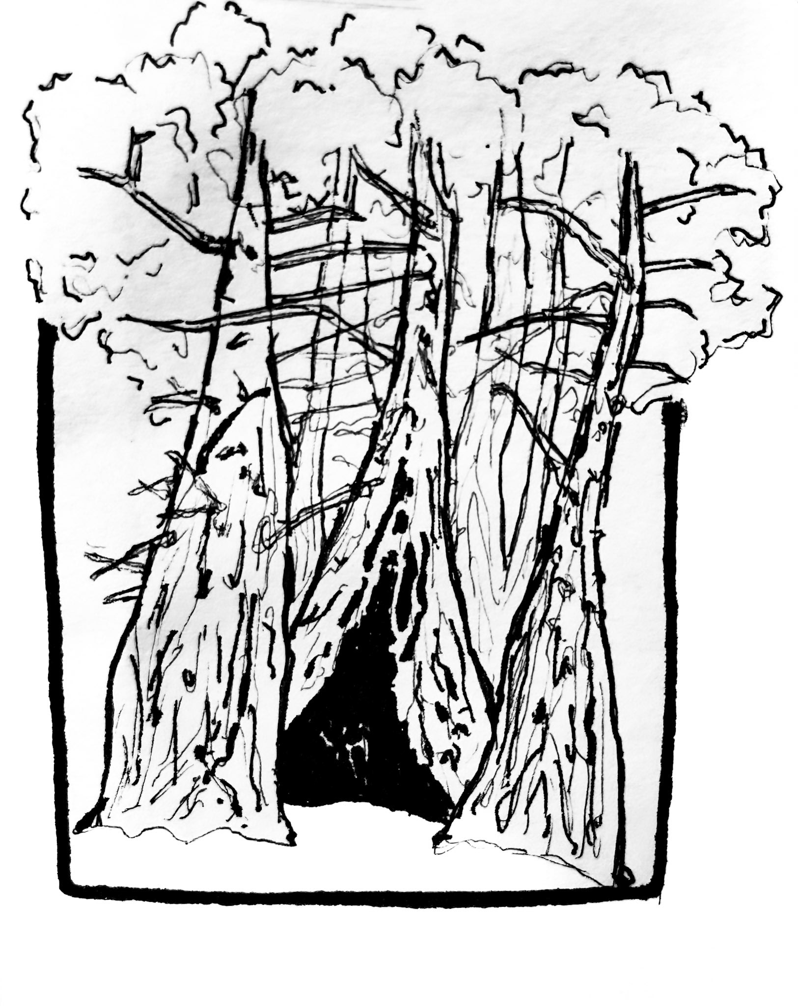 Cathedral Grove. Muir Woods - gentle giant trees. Also witnessed the most beautiful simple wedding here. Why don't more people do this?