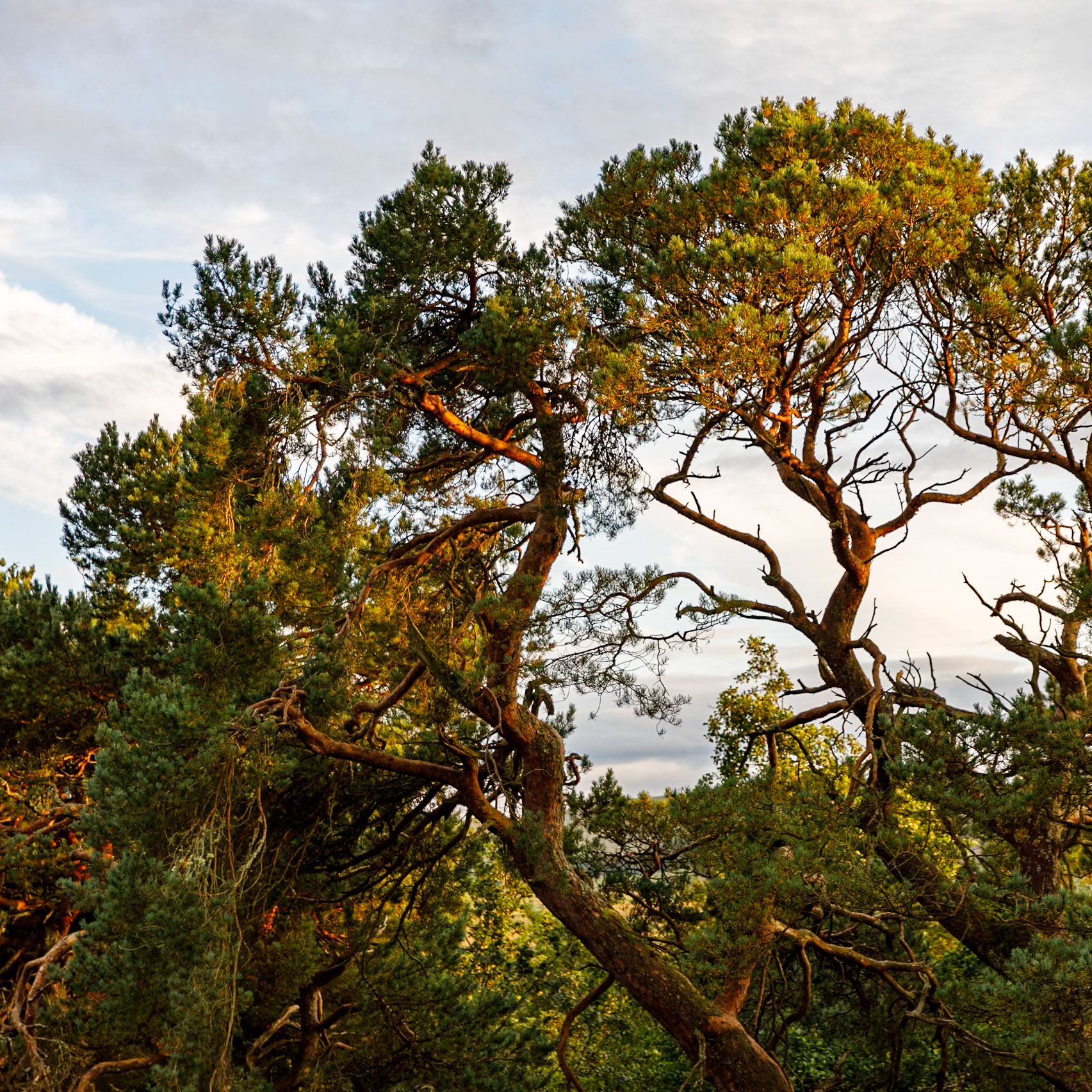 Scots Pine