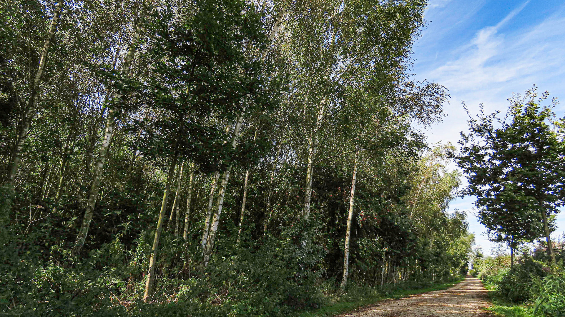 Westgate Wood, Lincolnshire
