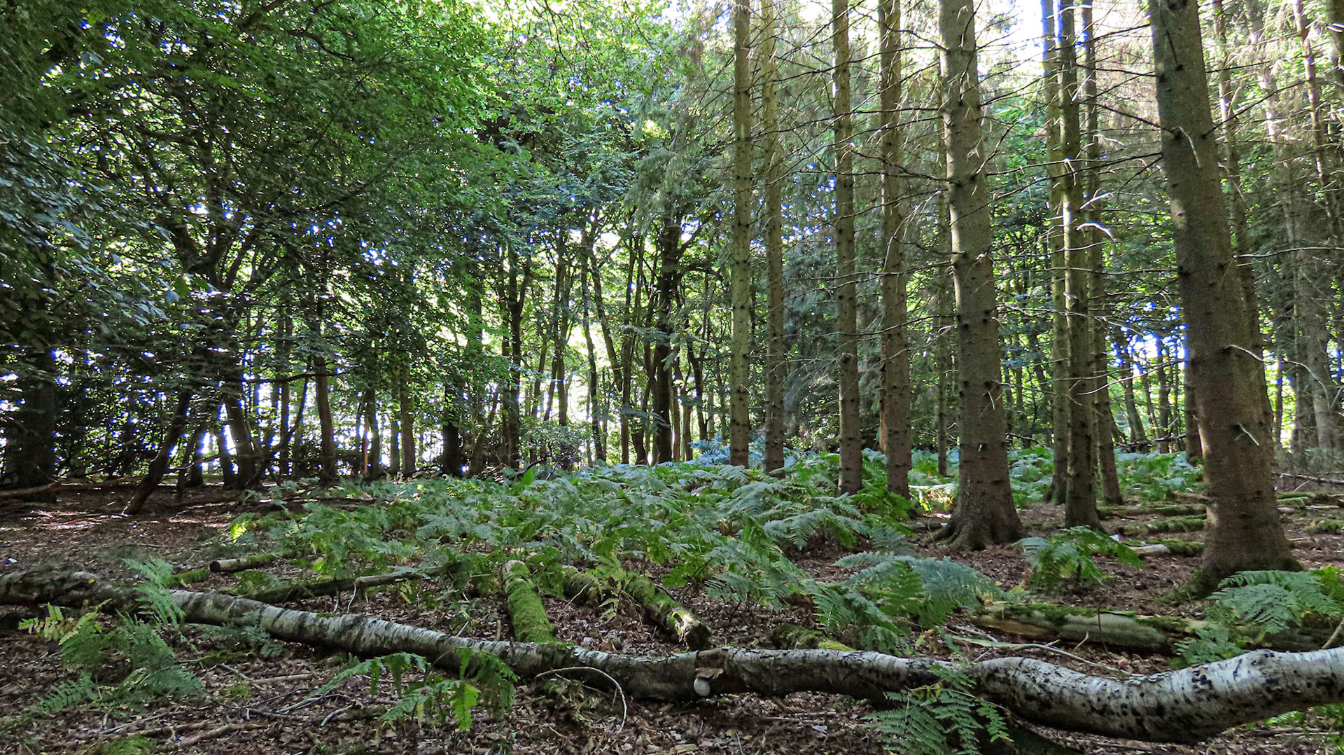 Clayhill Wood, Oxfordshire