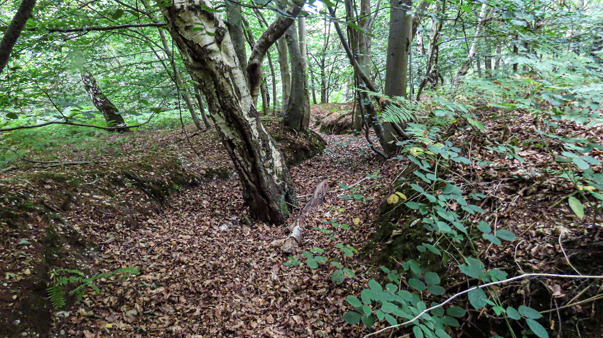 Pullingshill Wood & Marlow Common, Buckinghamshire