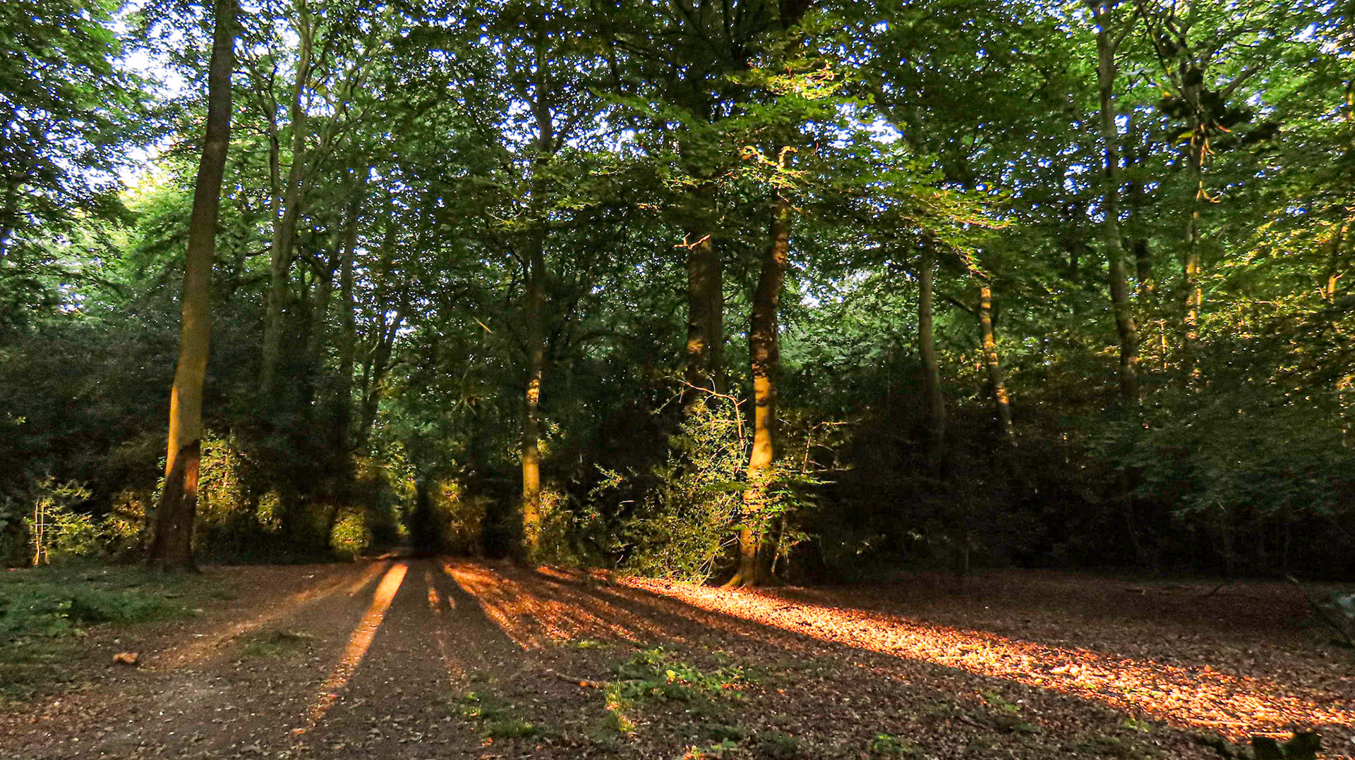 Old Copse, Oxfordshire
