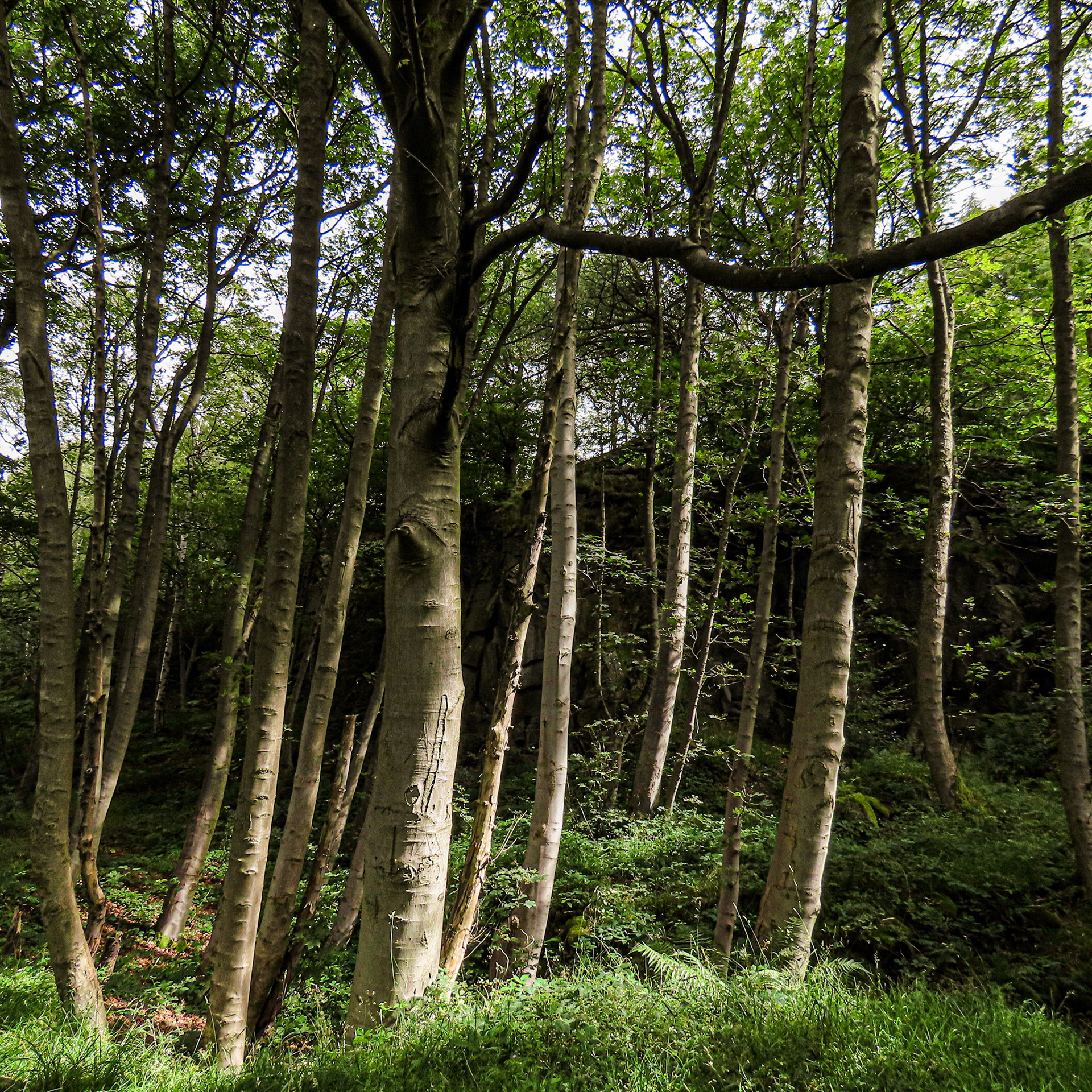 Hay Wood, Grindleford, Derbyshire