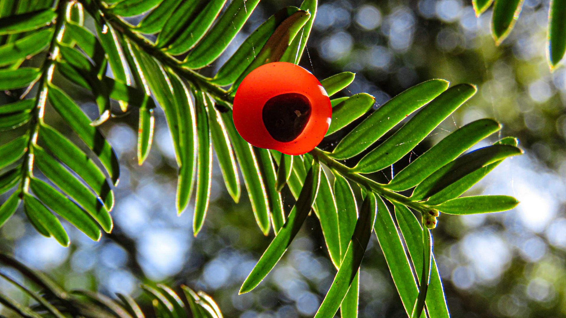 High Wood, Lincolnshire