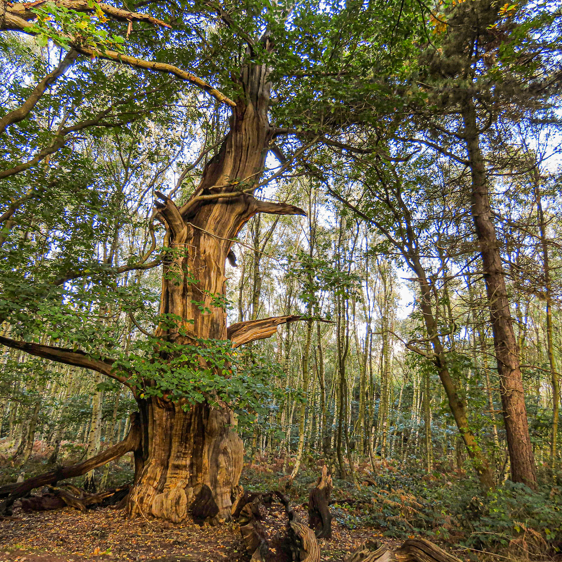Sherwood Forest, Nottinghamshire
