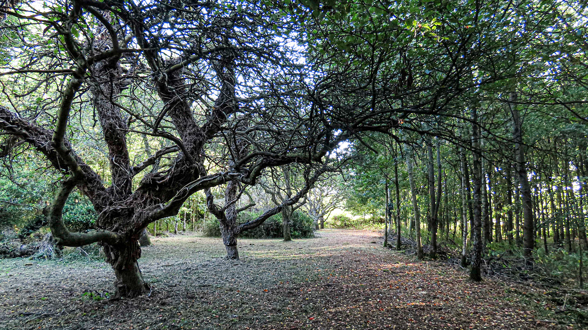 Peppard Wood, Oxfordshire