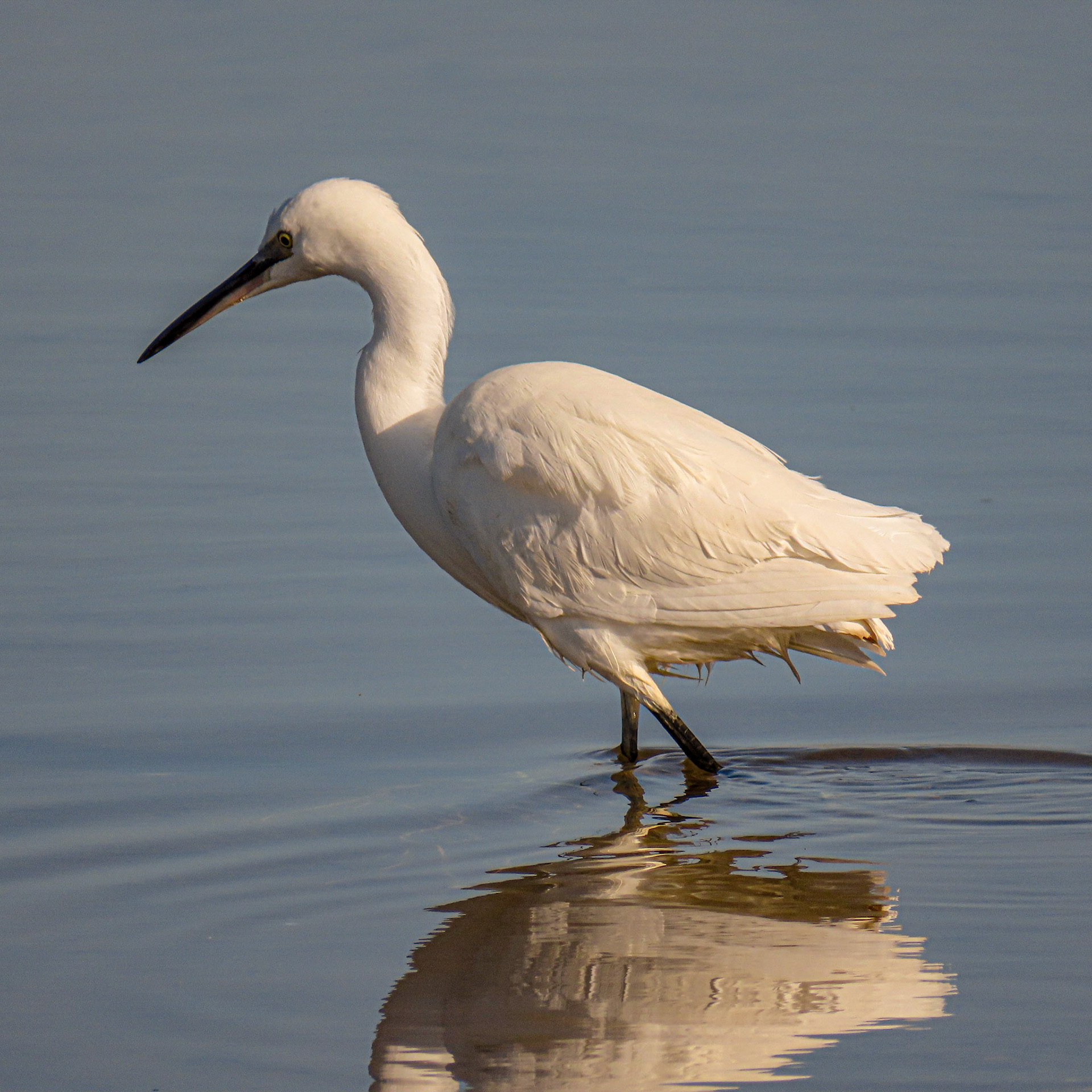 Little egret, Hunstanton, Norfolk