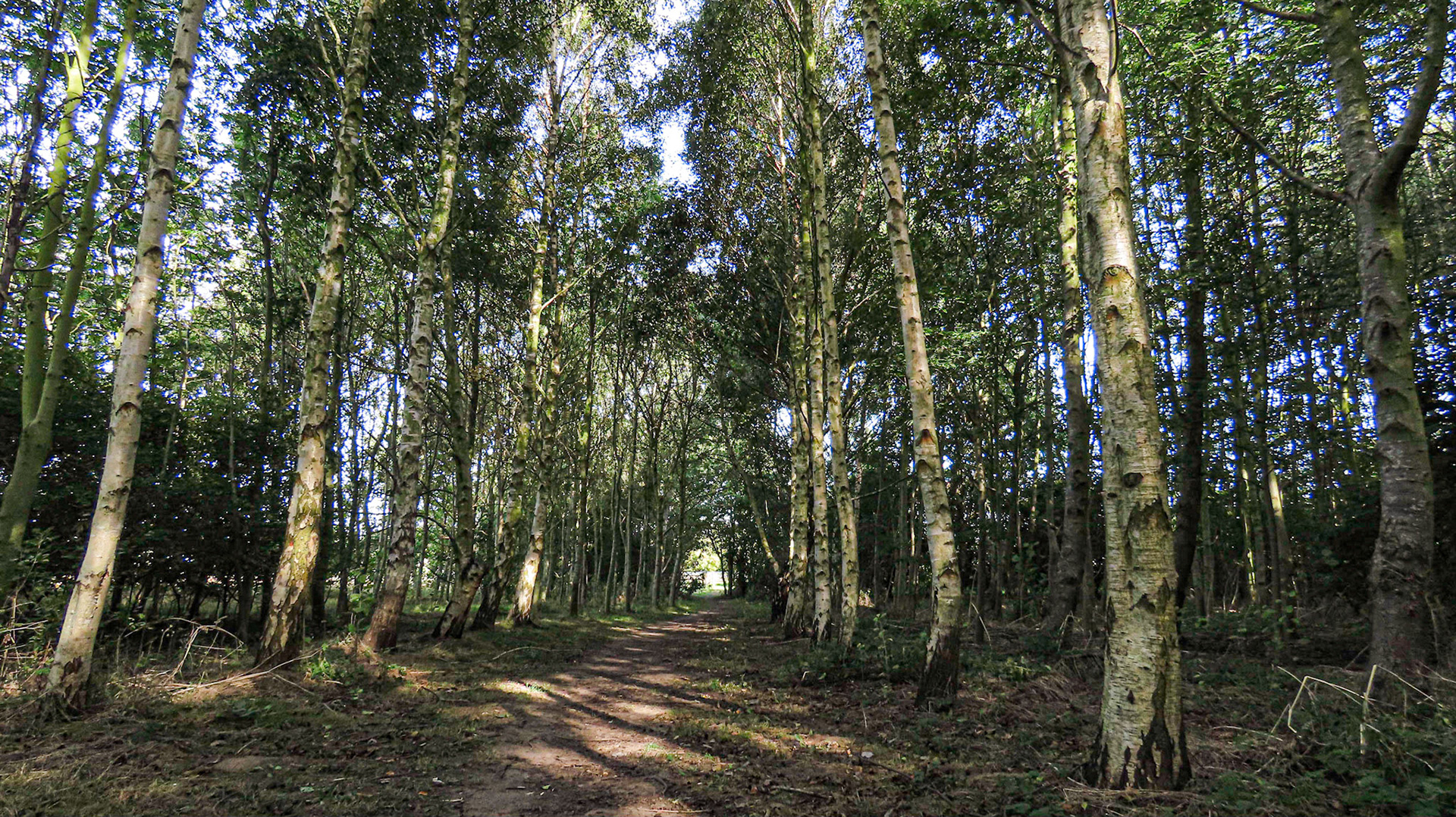 Pinchbeck Wood, Lincolnshire