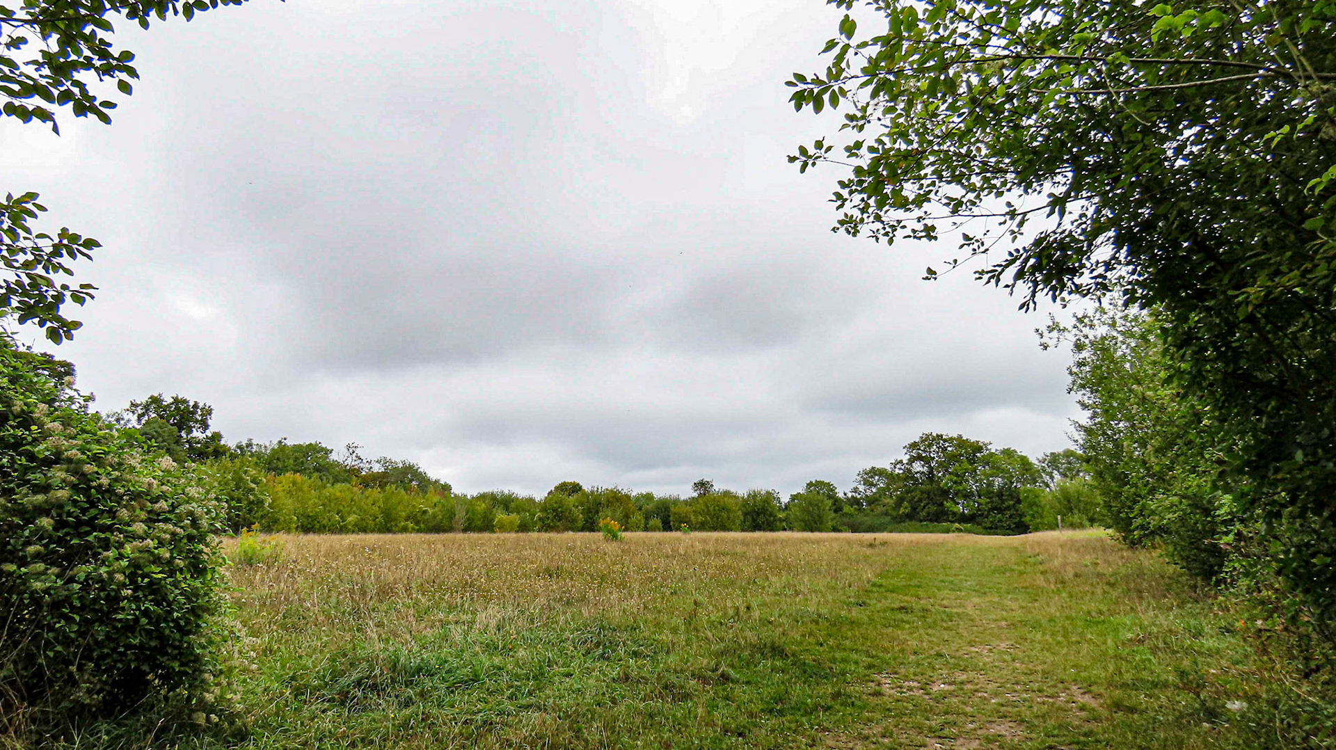 Munces Wood & Kimber's Cops, Buckinghamshire