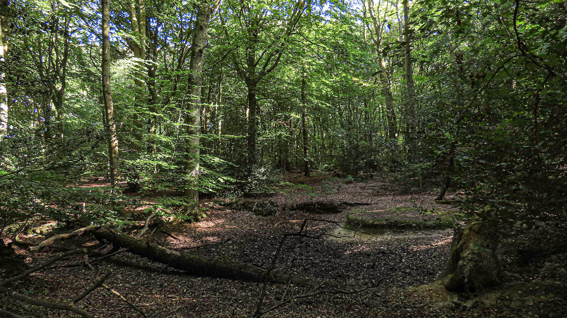 Common Wood, Oxfordshire