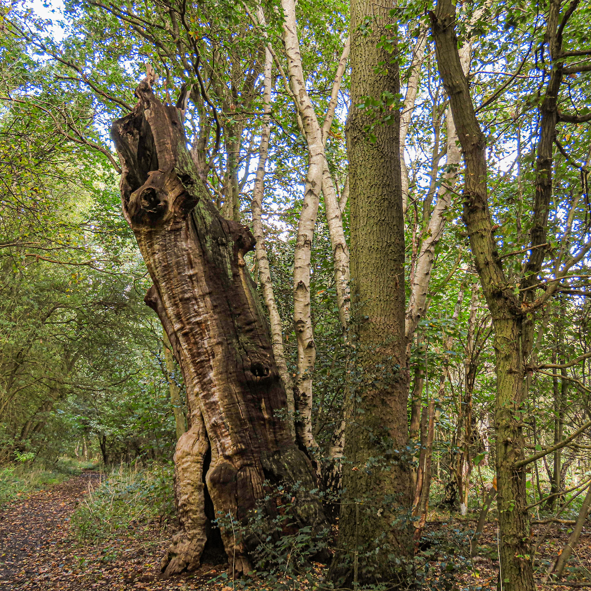 Sherwood Forest, Nottinghamshire