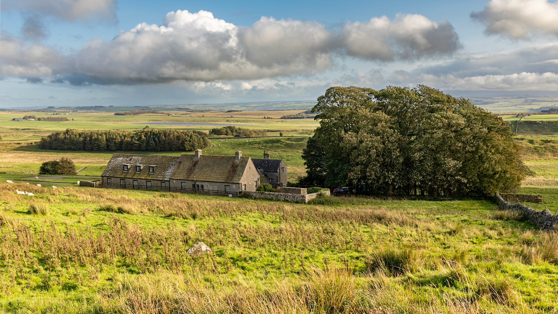 Sycamore trees at Housesteads Roman Fort Museum