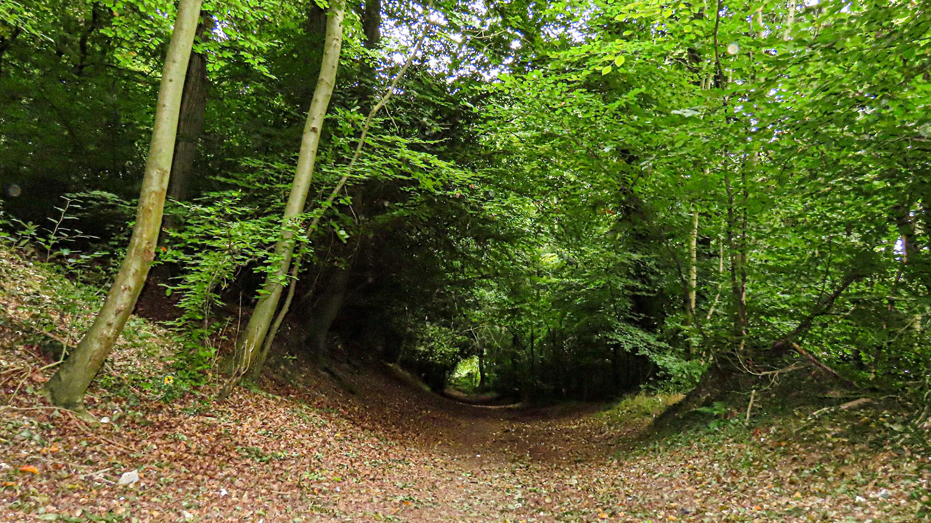 Hunts Wood, Buckinghamshire