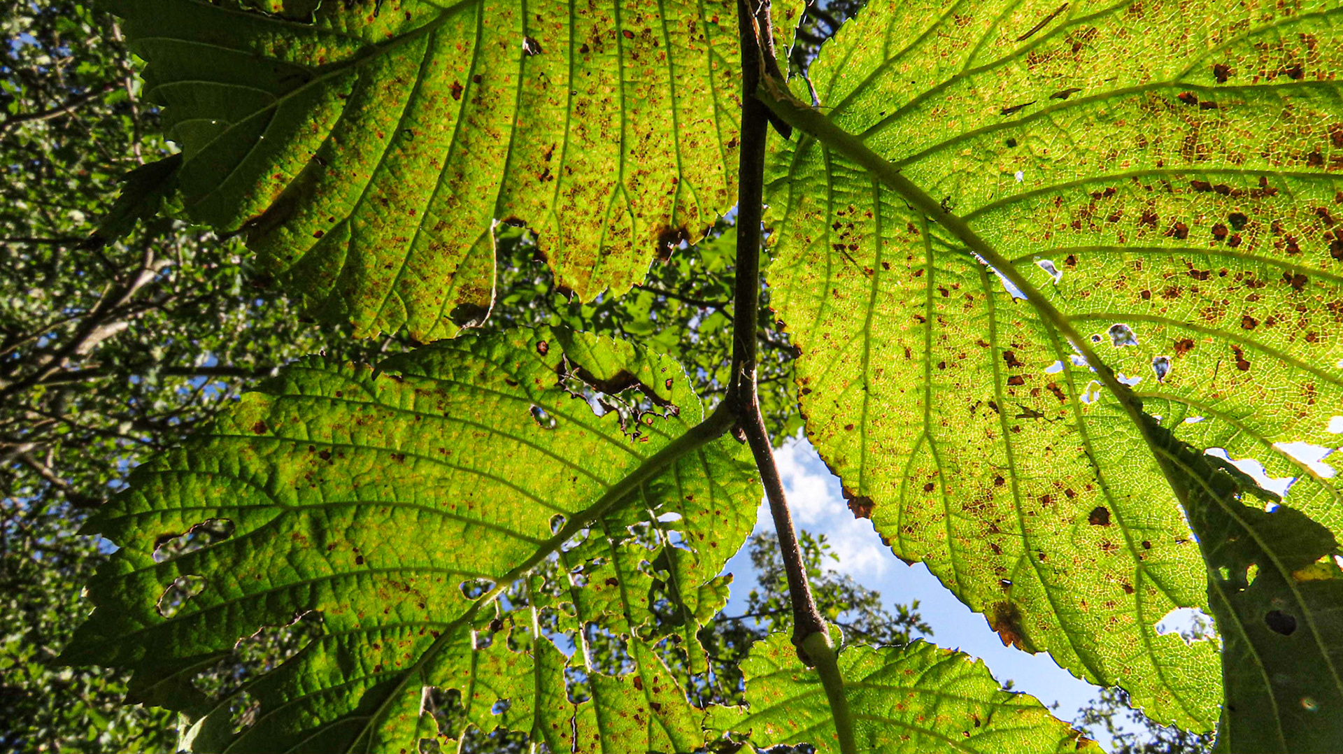 High Wood, Lincolnshire