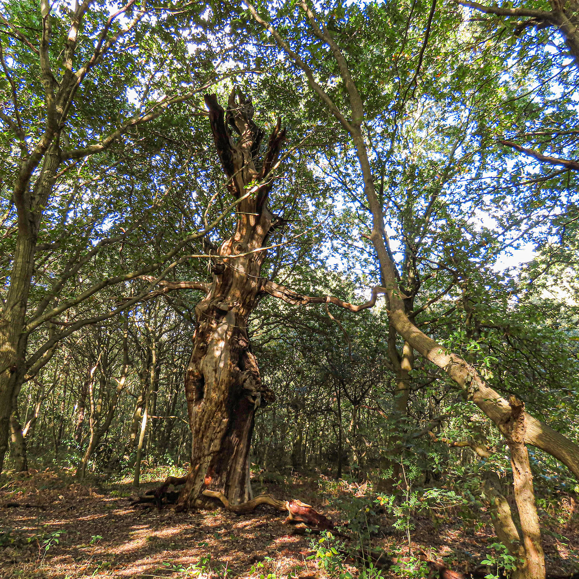 Sherwood Forest, Nottinghamshire
