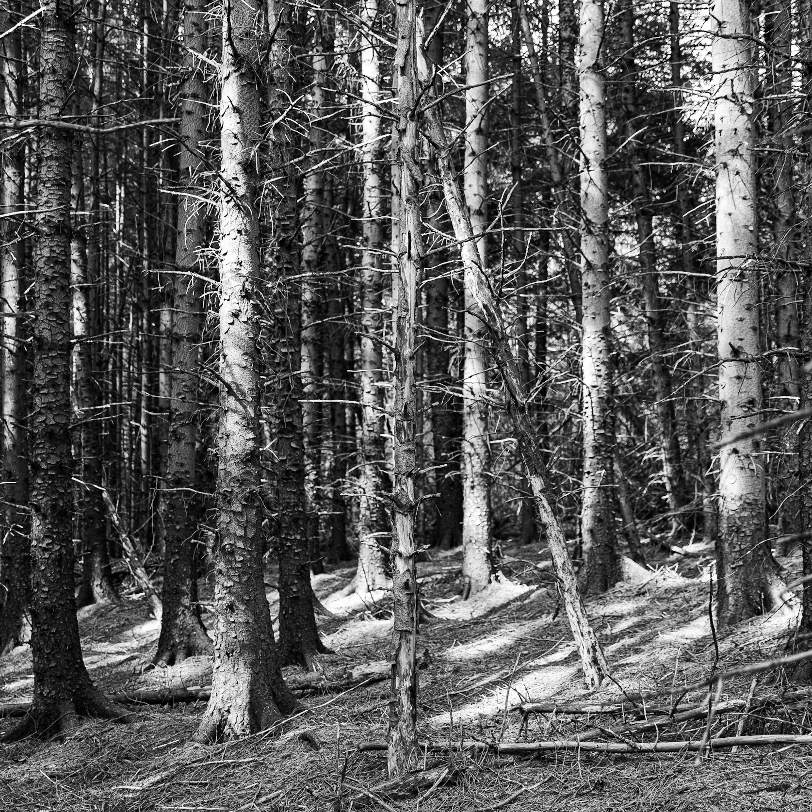Pine woodland near Kale Pot Hole