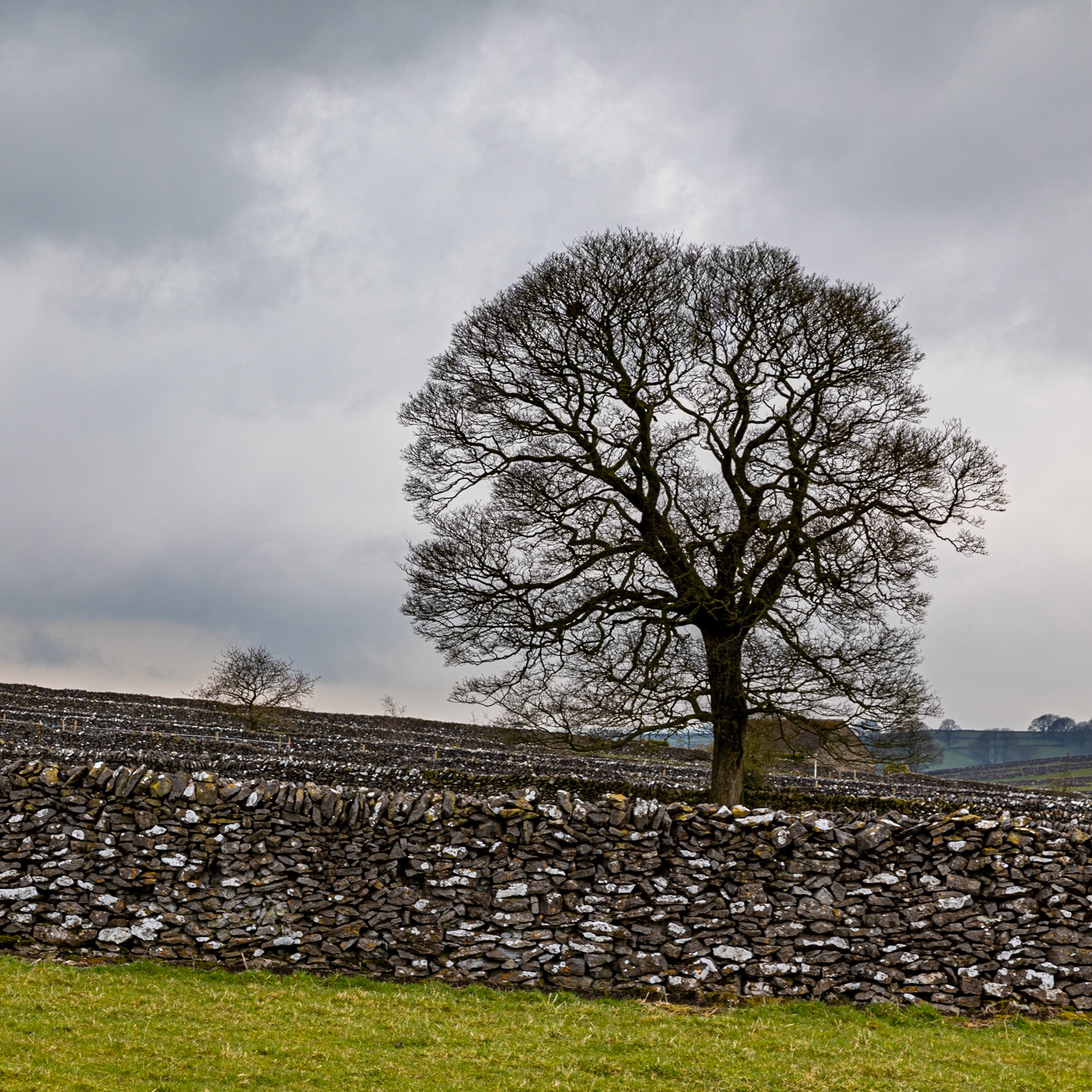 Dry stone walls and a tree, Litton, Derbyshire Dales, Derbyshire