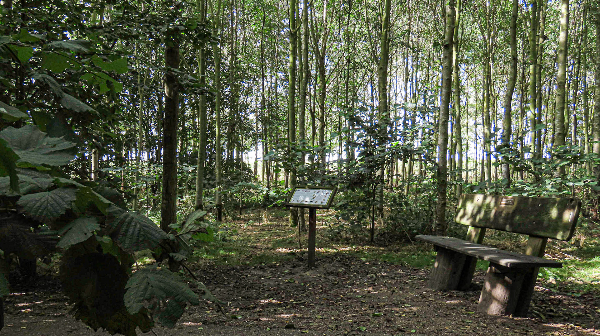 Westgate Wood, Lincolnshire