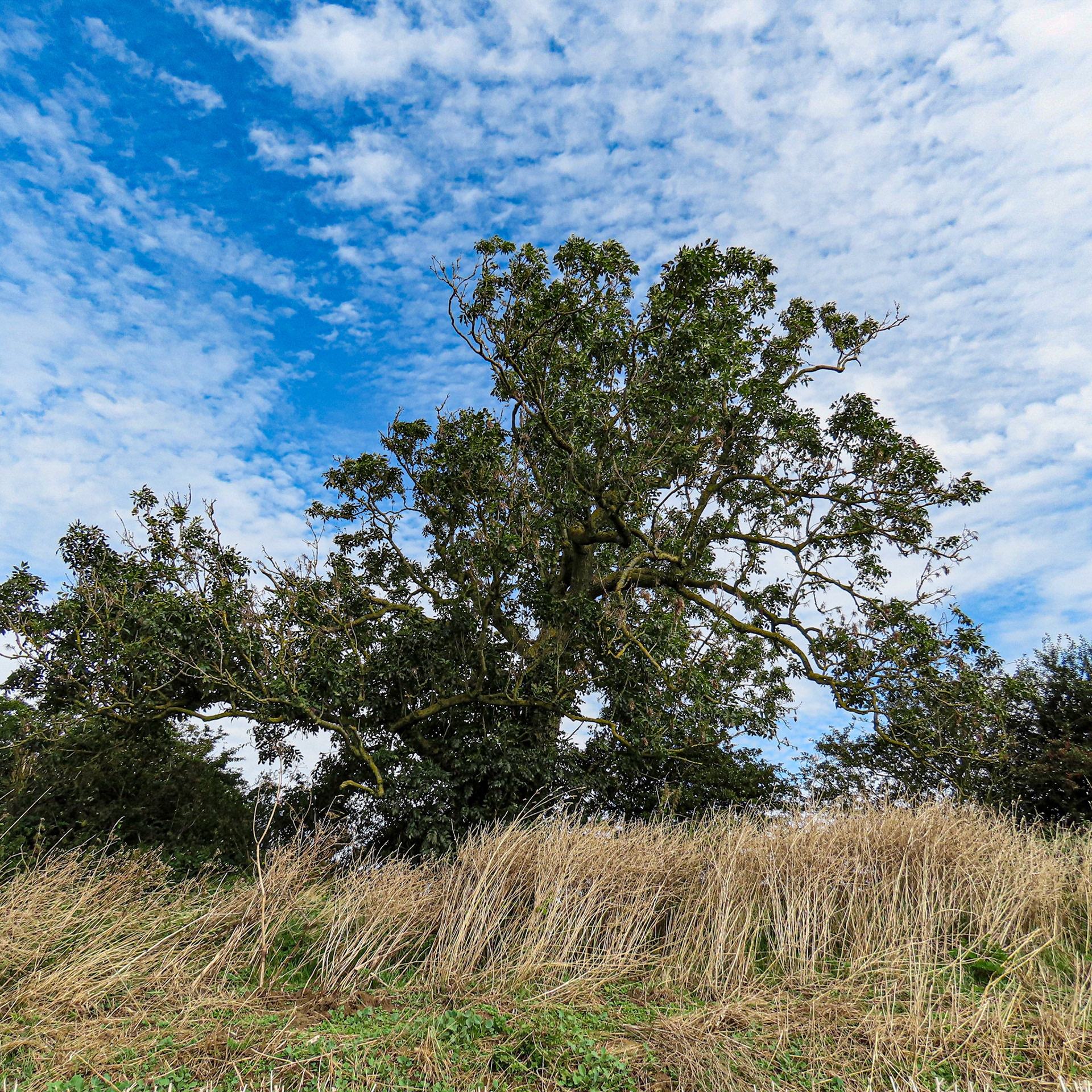 Ash (Fraxinus excelsior)