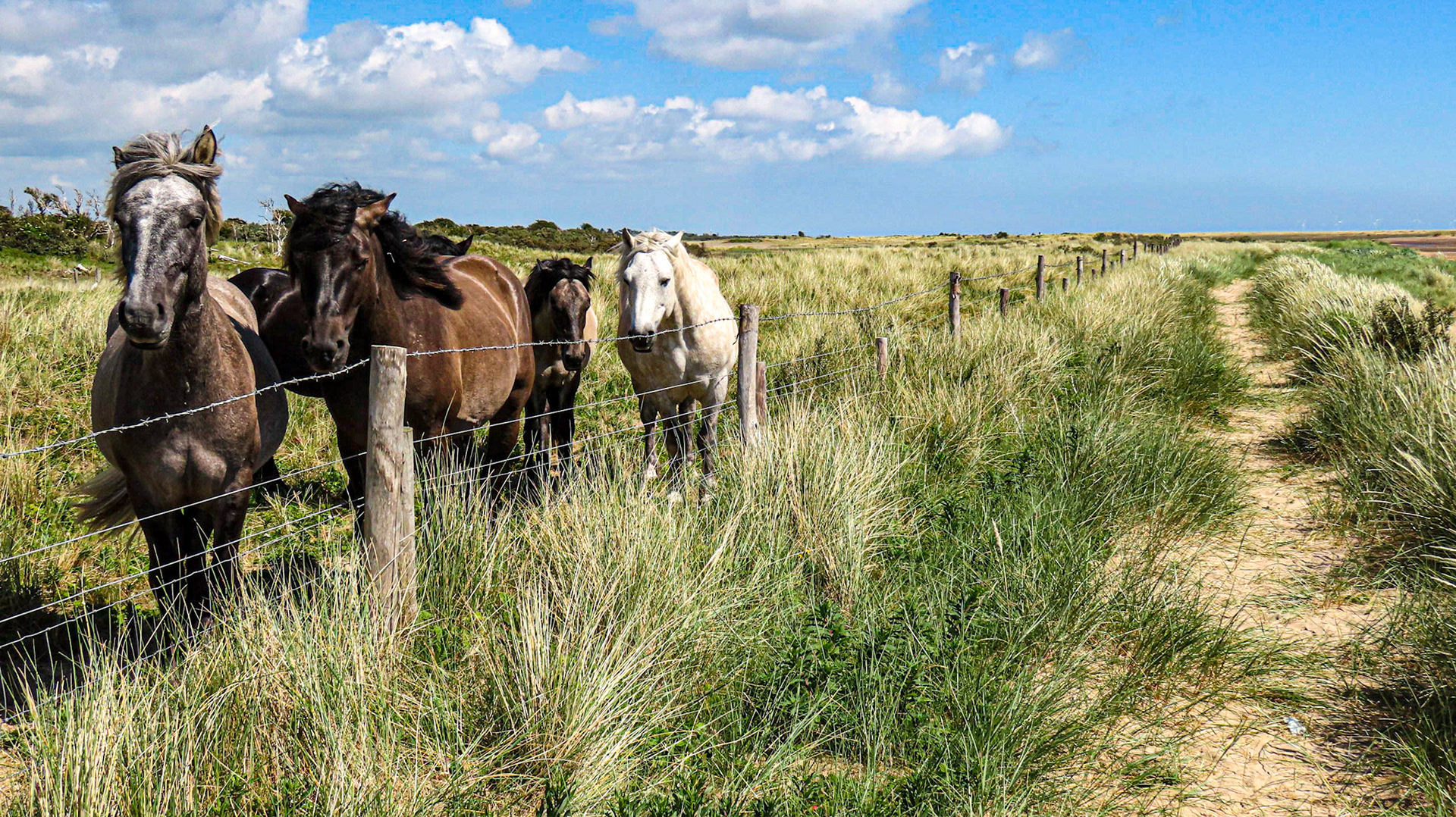 Horses in Gibraltar Point National Nature Reserve