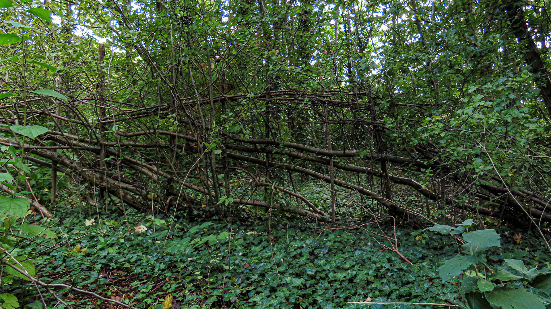 Bracher's Wood, Northamptonshire