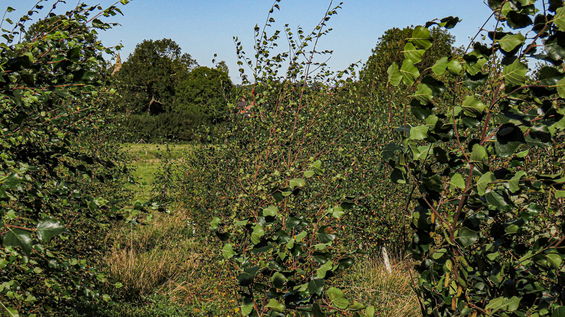 Haddon Fields, Northamptonshire