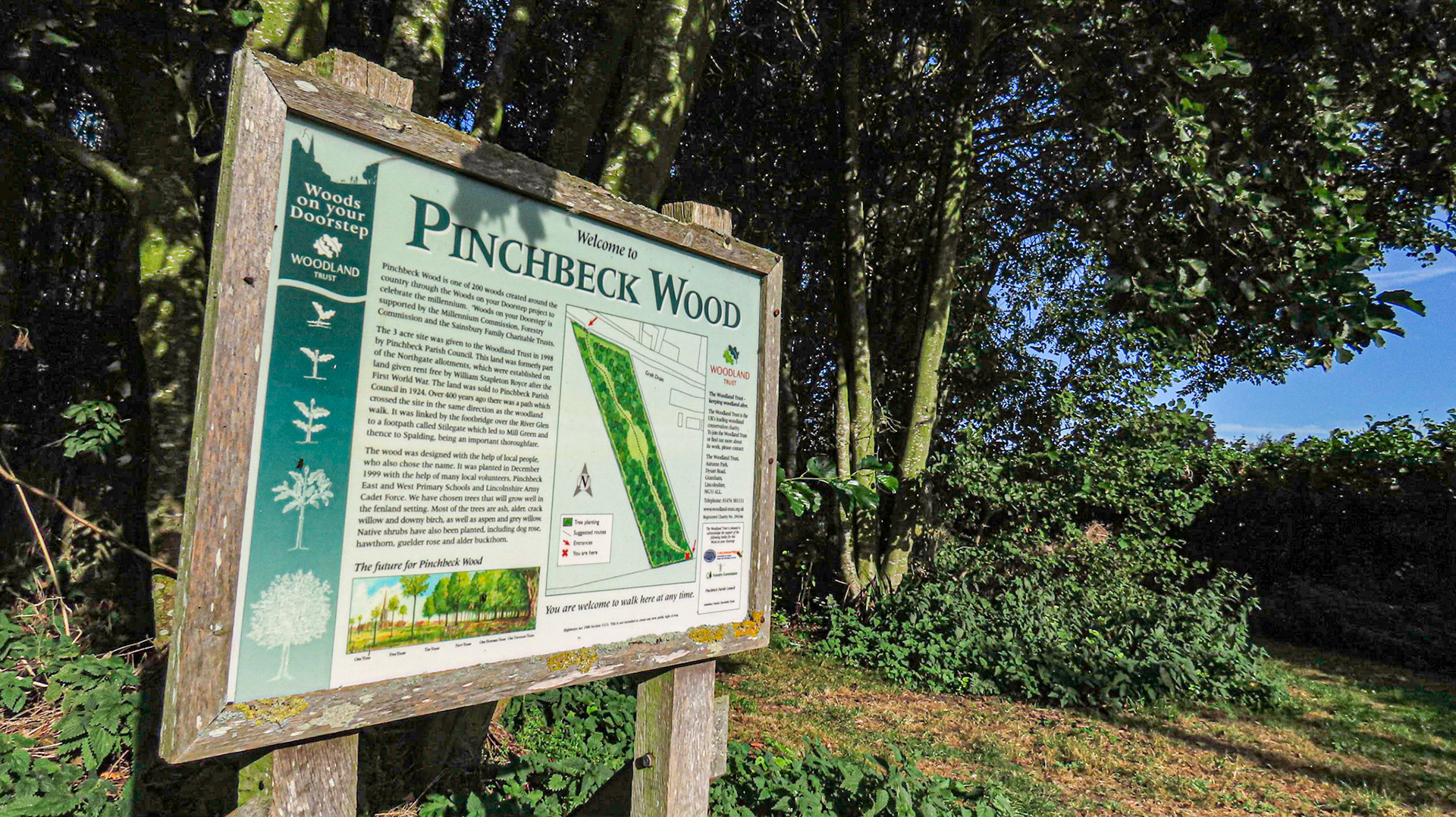 Pinchbeck Wood, Lincolnshire