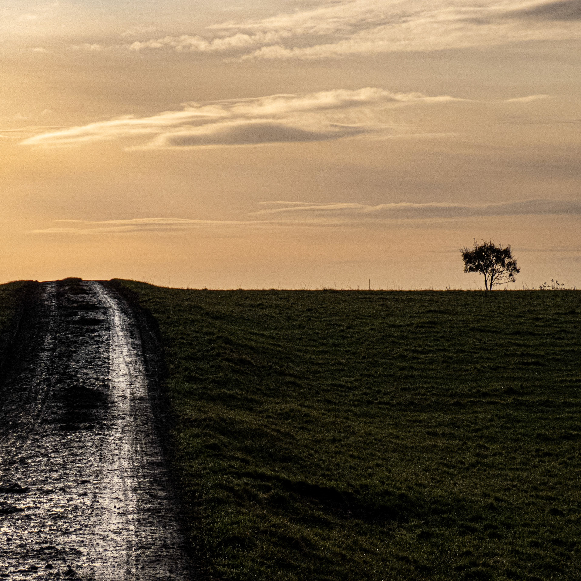 Road to Waltham Pasture Farm, Waltham on the Wolds, Leicestershire