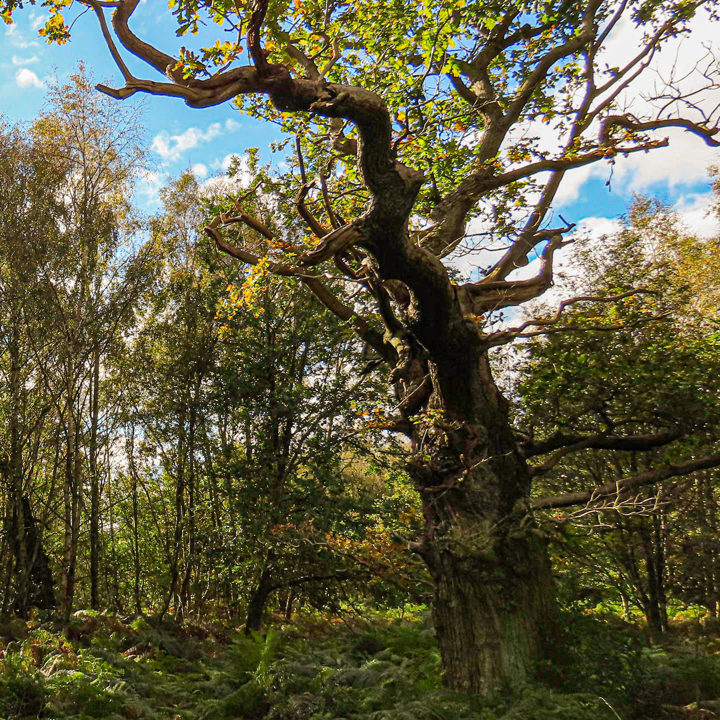 Sherwood Forest, Nottinghamshire