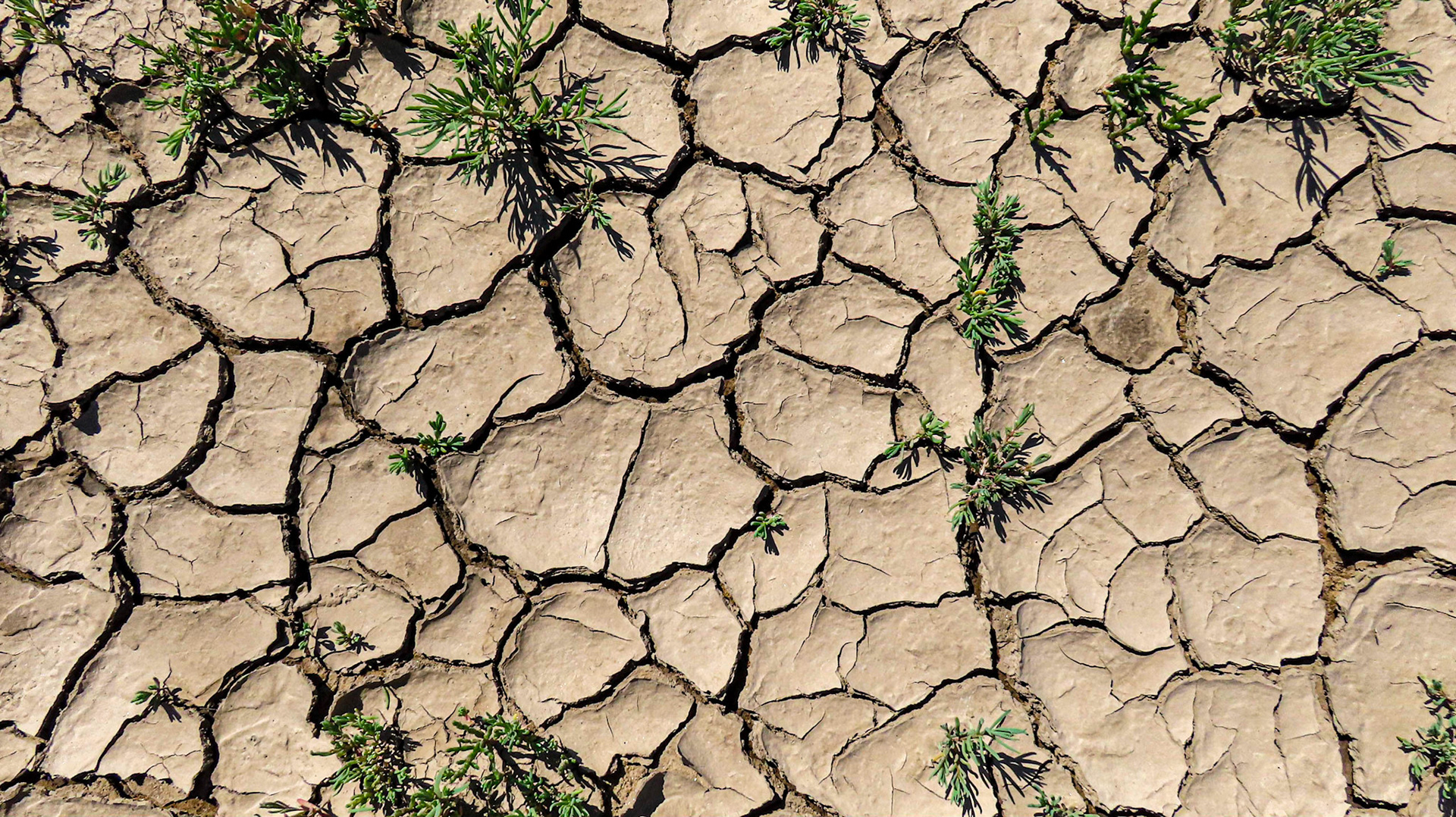 Clay and samphire, Gibraltar Point National Nature Reserve