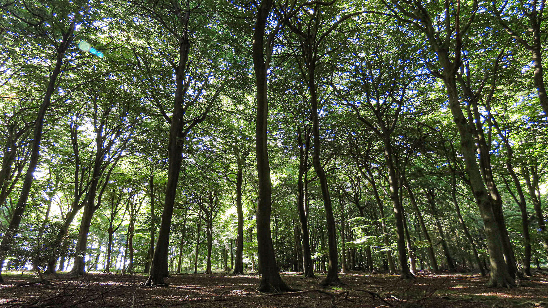 Clayhill Wood, Oxfordshire