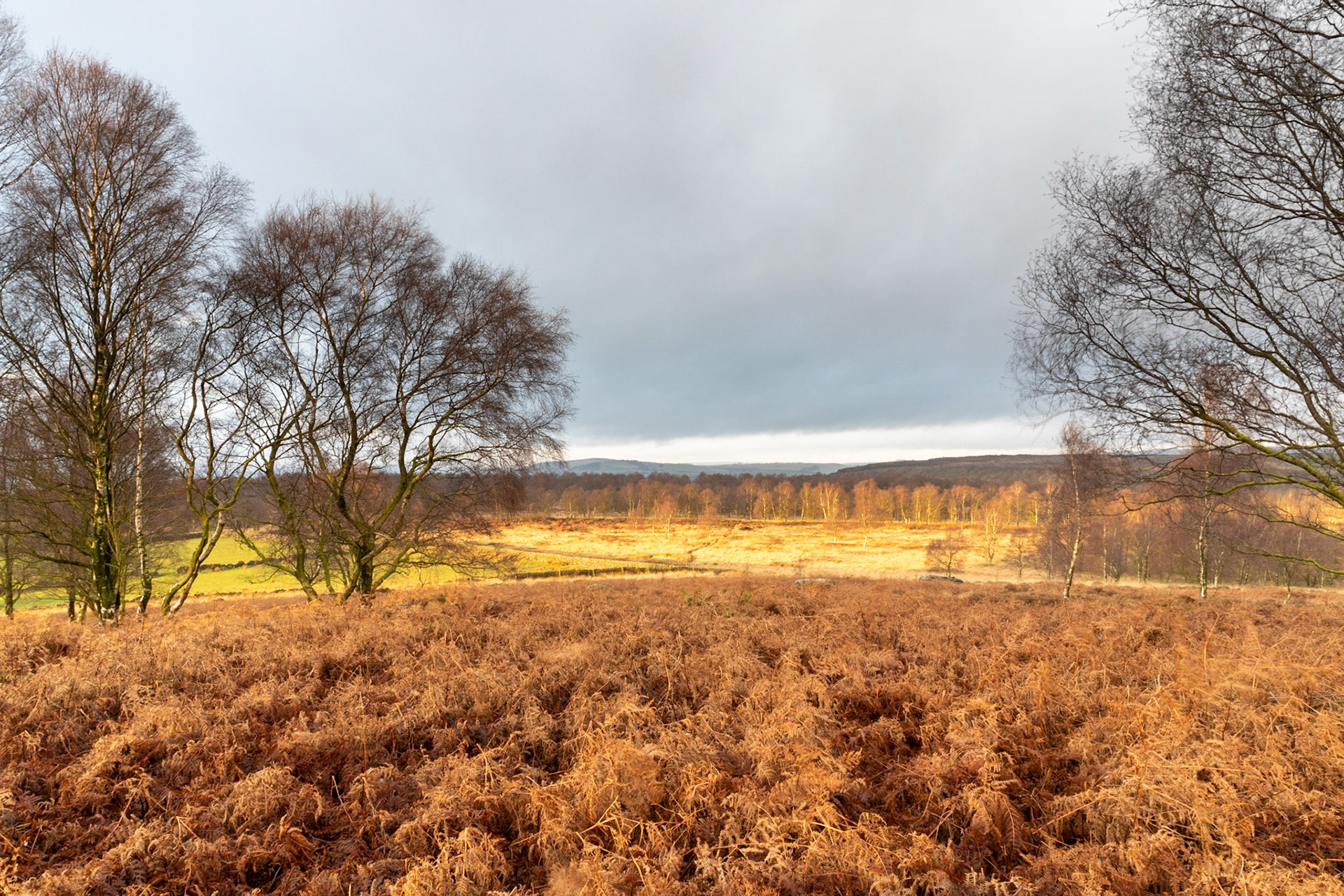 Moor and birch trees at Birchen Edge