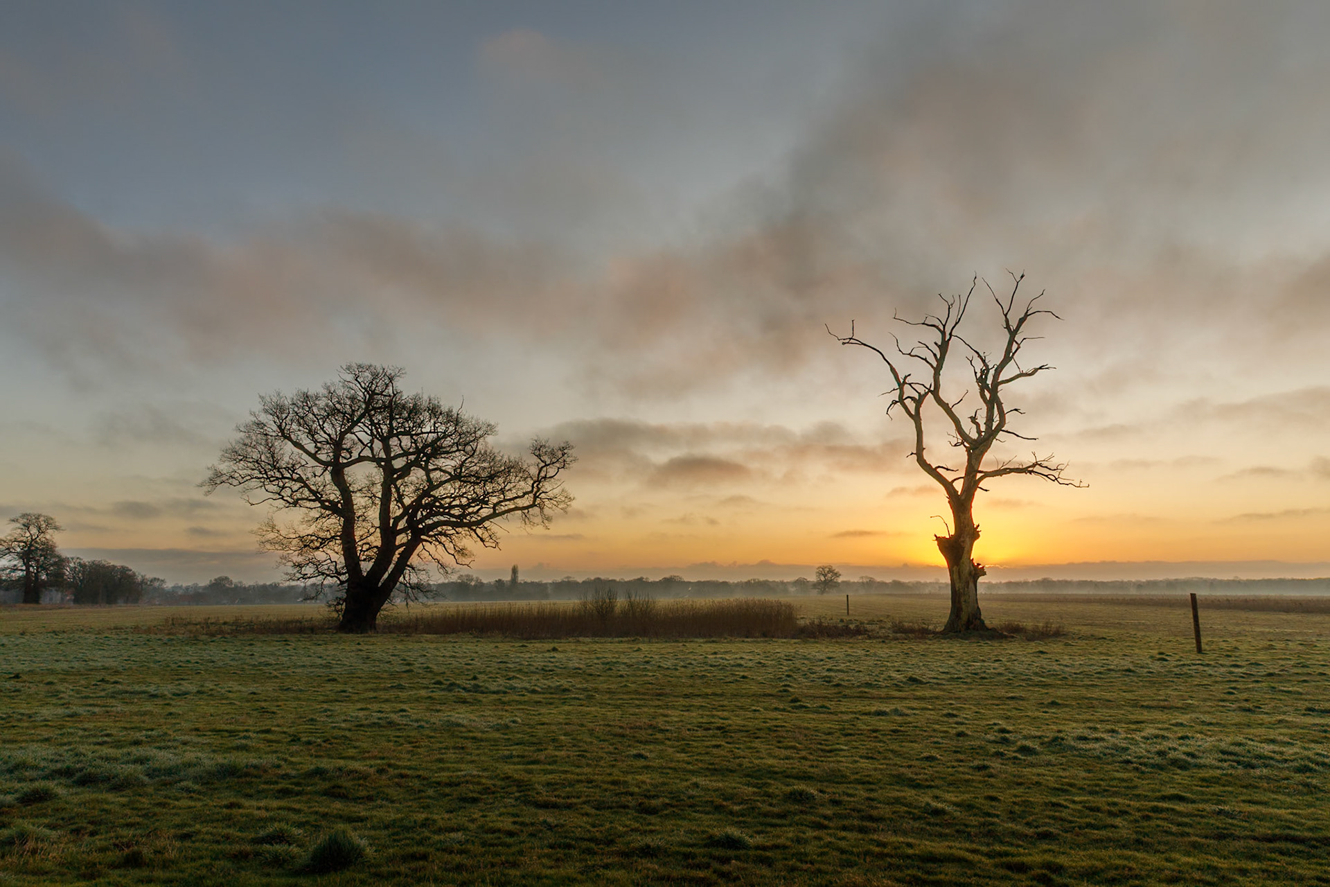 Thompson Wood at dawn