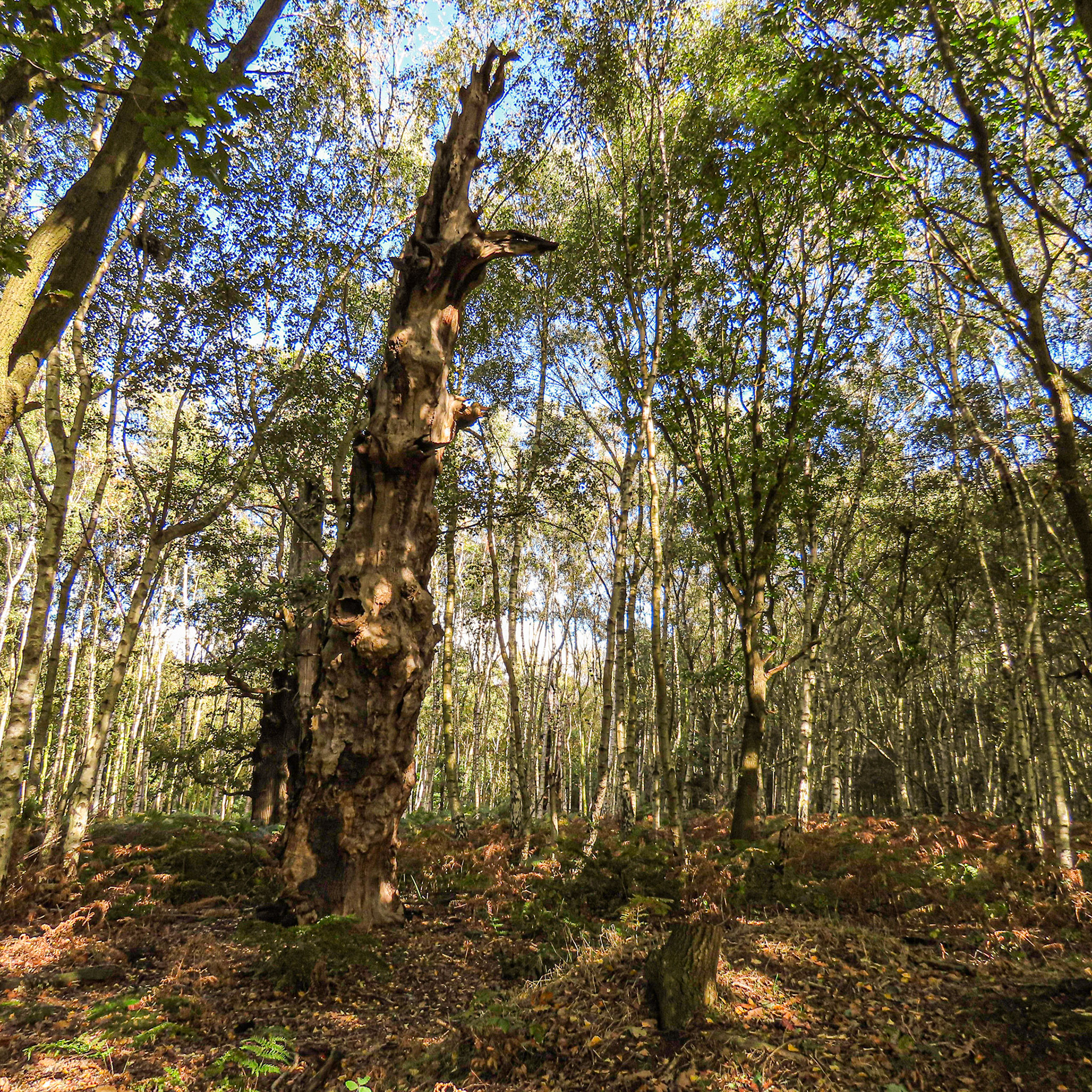 Sherwood Forest, Nottinghamshire