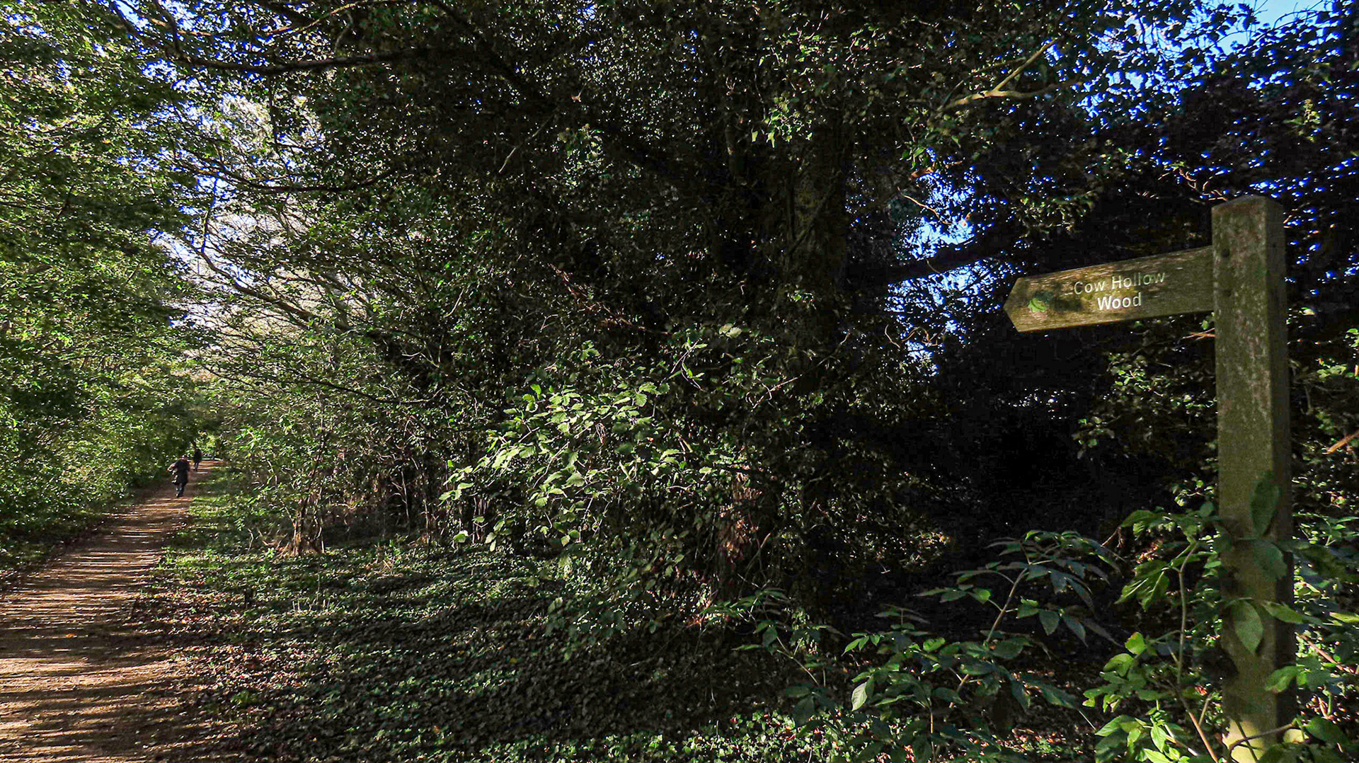 Cow Hollow Wood, Cambridgeshire