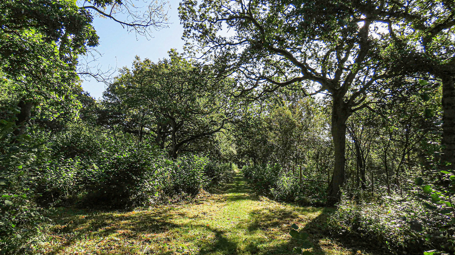 Stoke Wood, Northamptonshire
