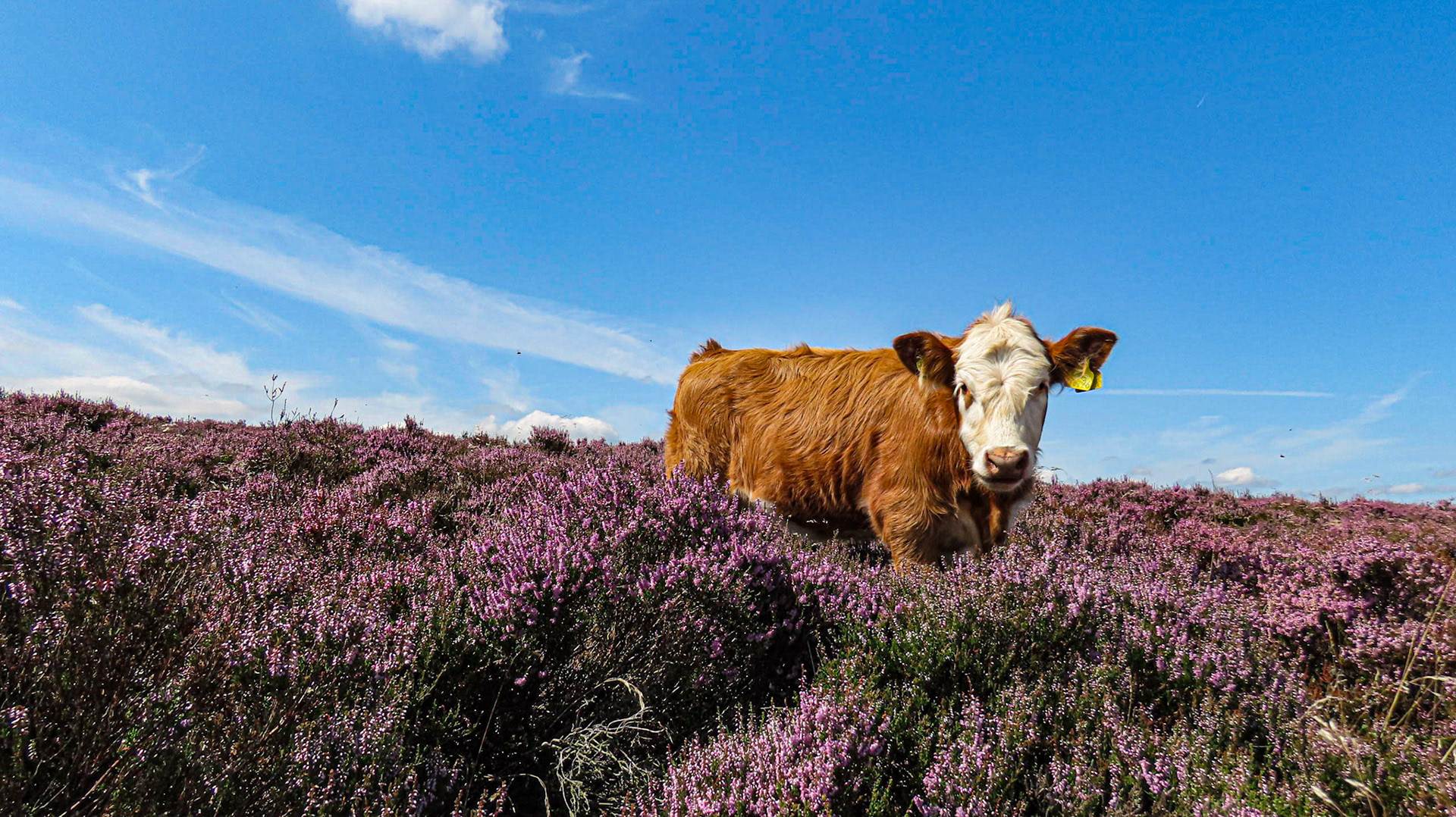 Cow in heather near Upper Burbage Bridge, Hathersage, Derbyshire