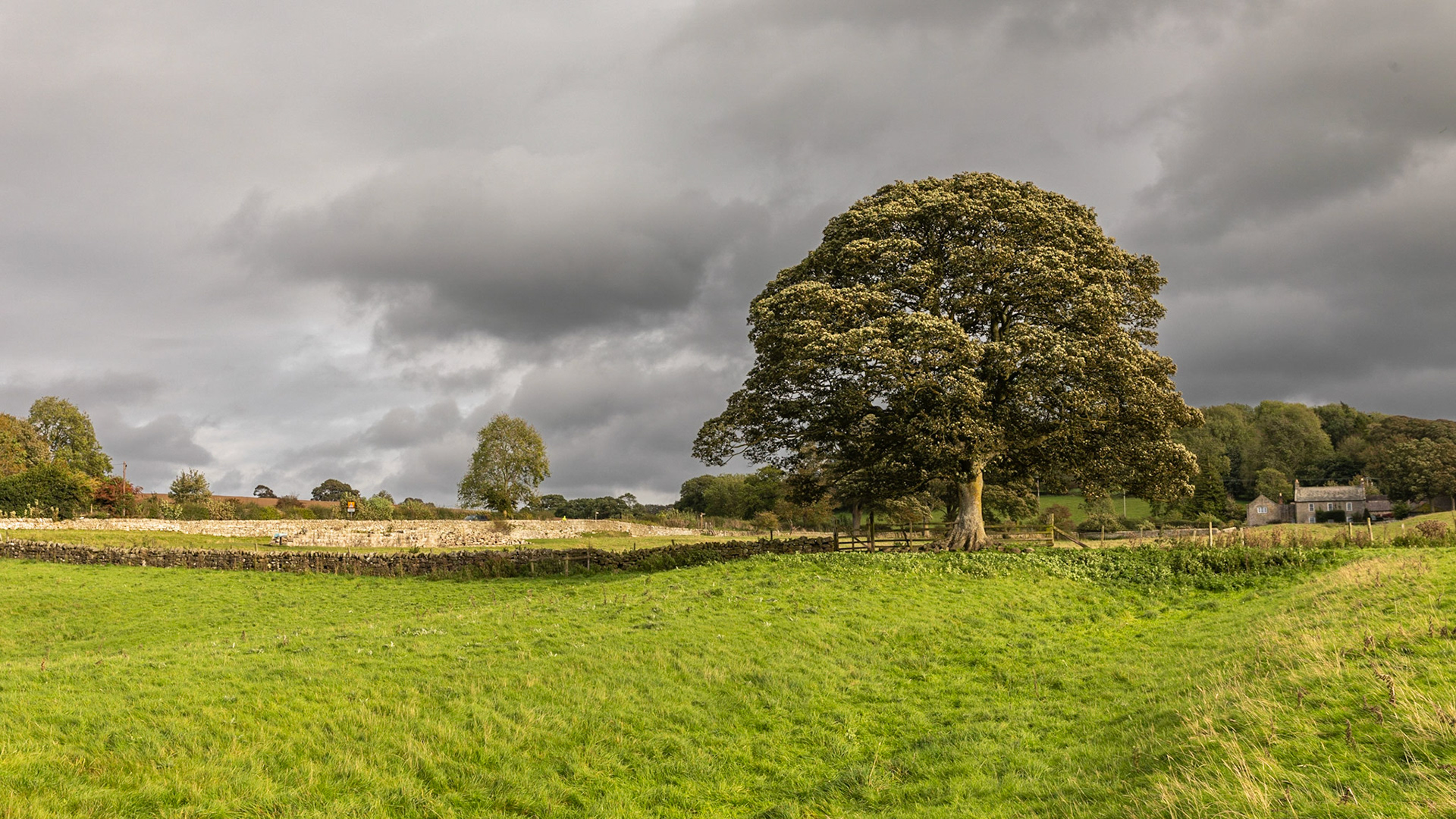 Sycamore tree in the vallum south of Brunton Bank with Turret 26A (left) and Planetrees (right), Wall