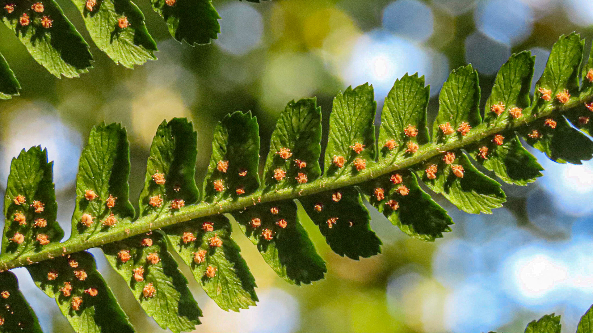 Stoke Wood, Northamptonshire