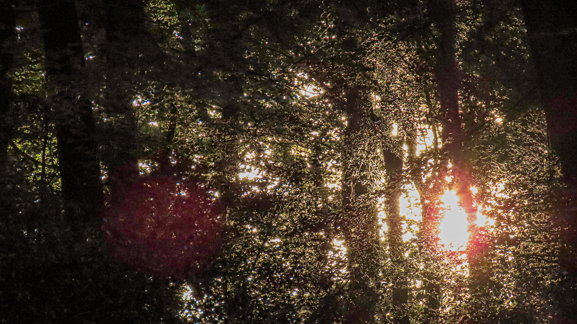 Old Copse, Oxfordshire