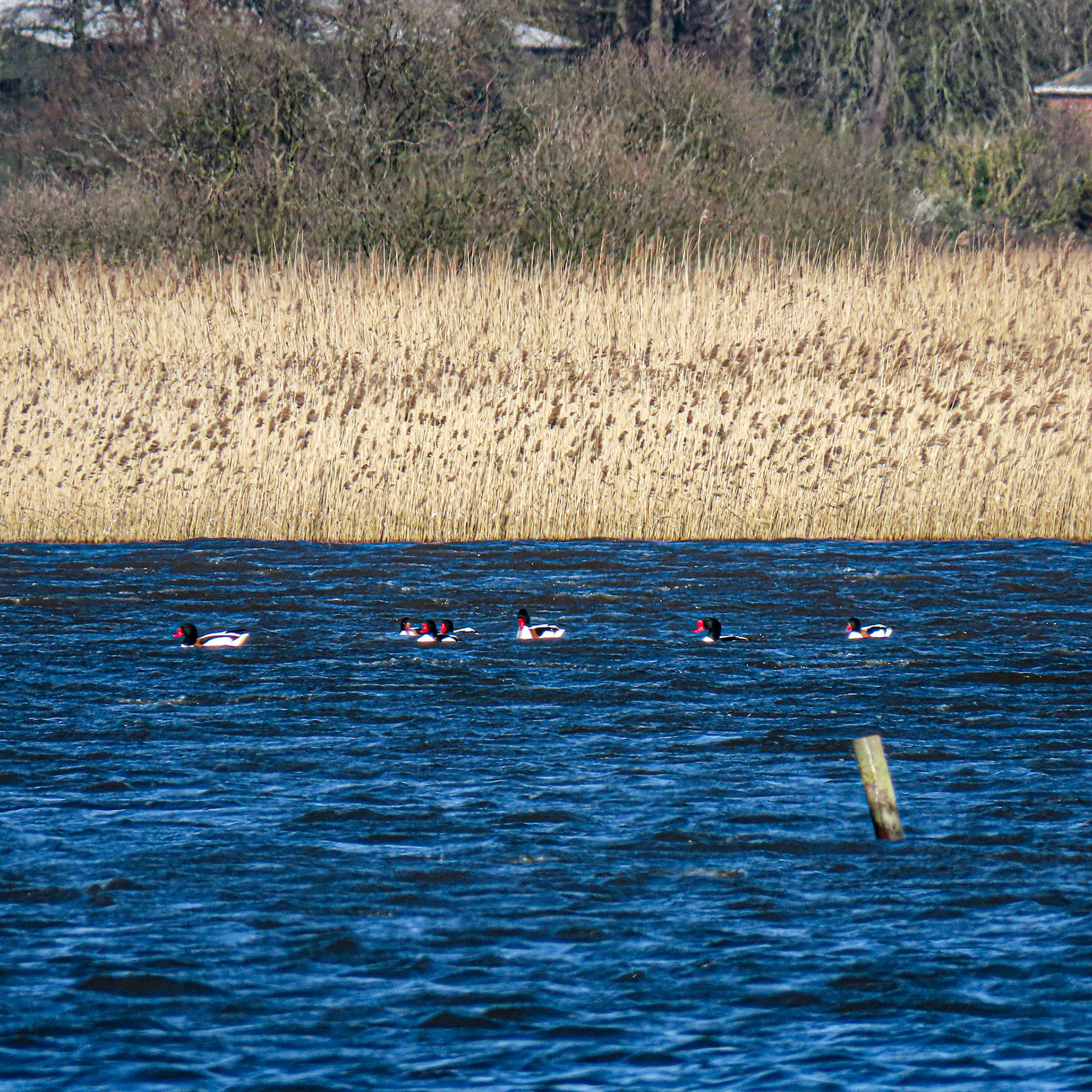 Shelduck, Hickling Broad, Potter Heigham, The Broads