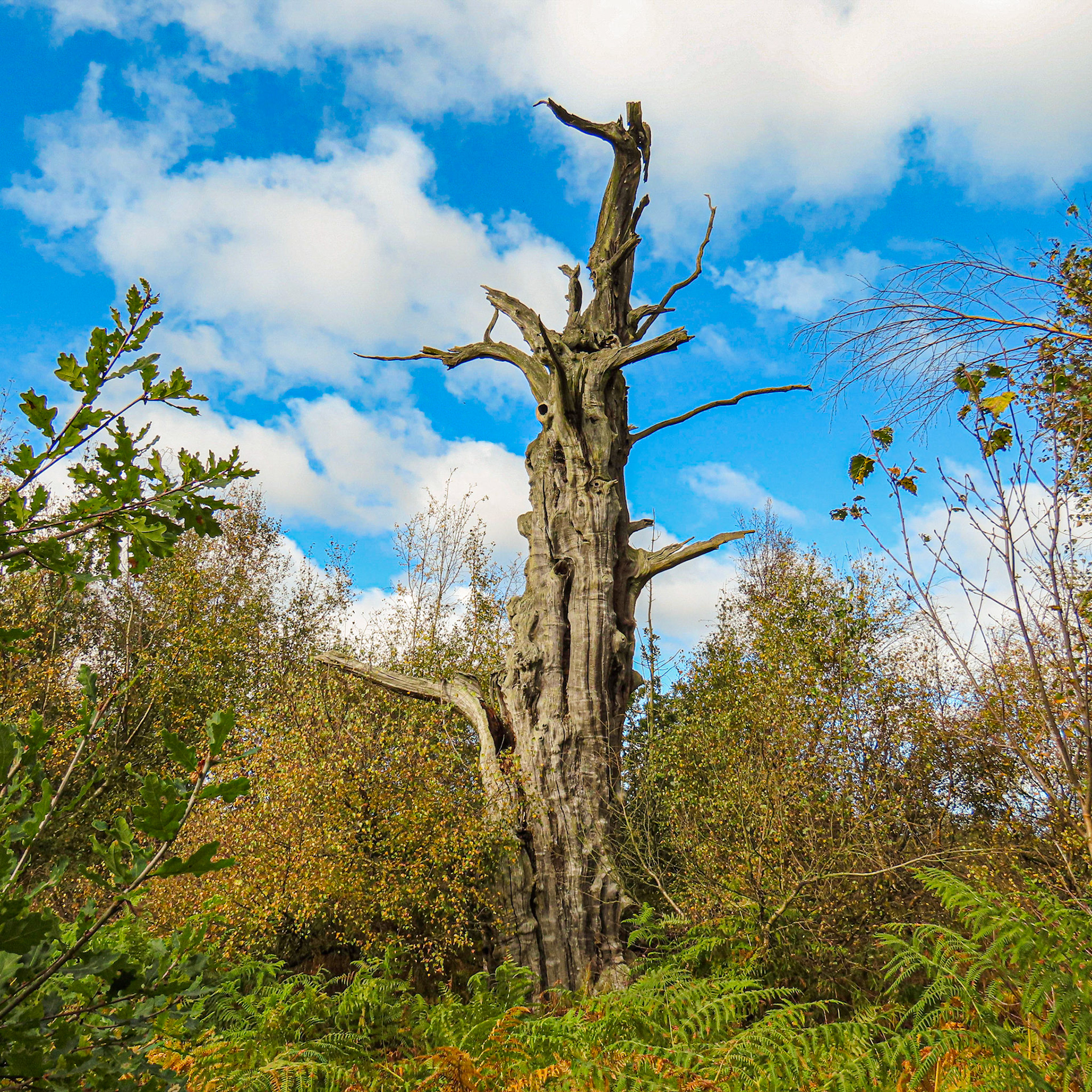 Sherwood Forest, Nottinghamshire