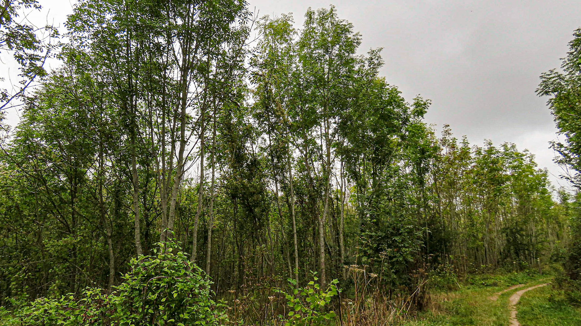 Munces Wood & Kimber's Cops, Buckinghamshire