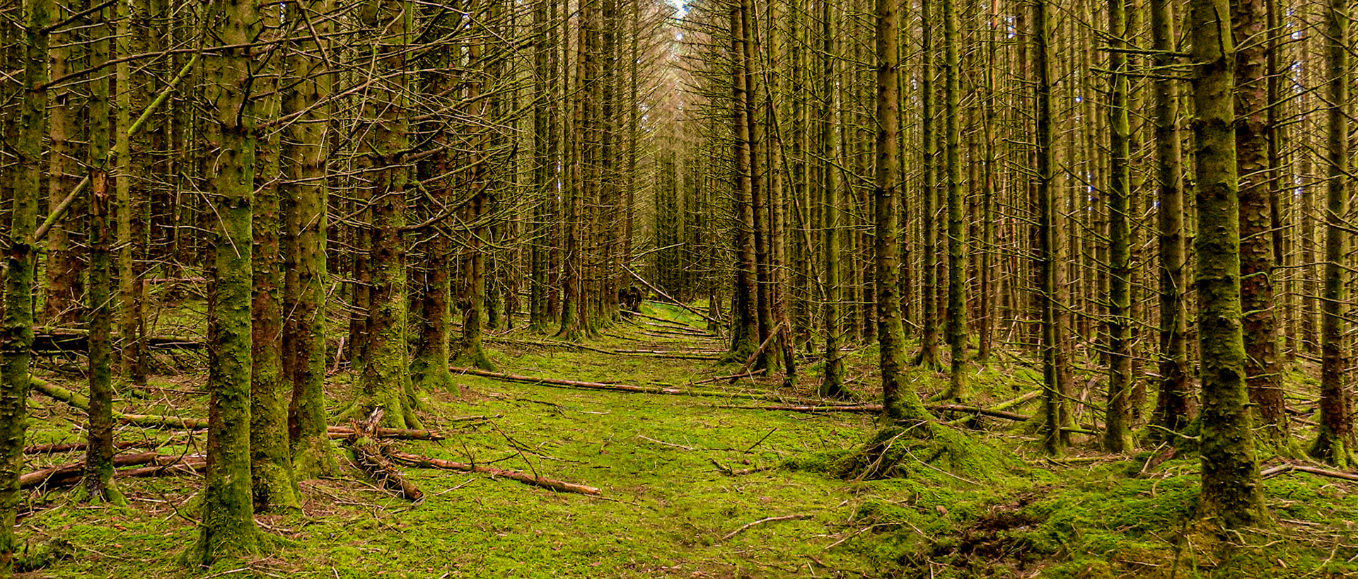 Barr Forest, a planted ancient conifer woodland site