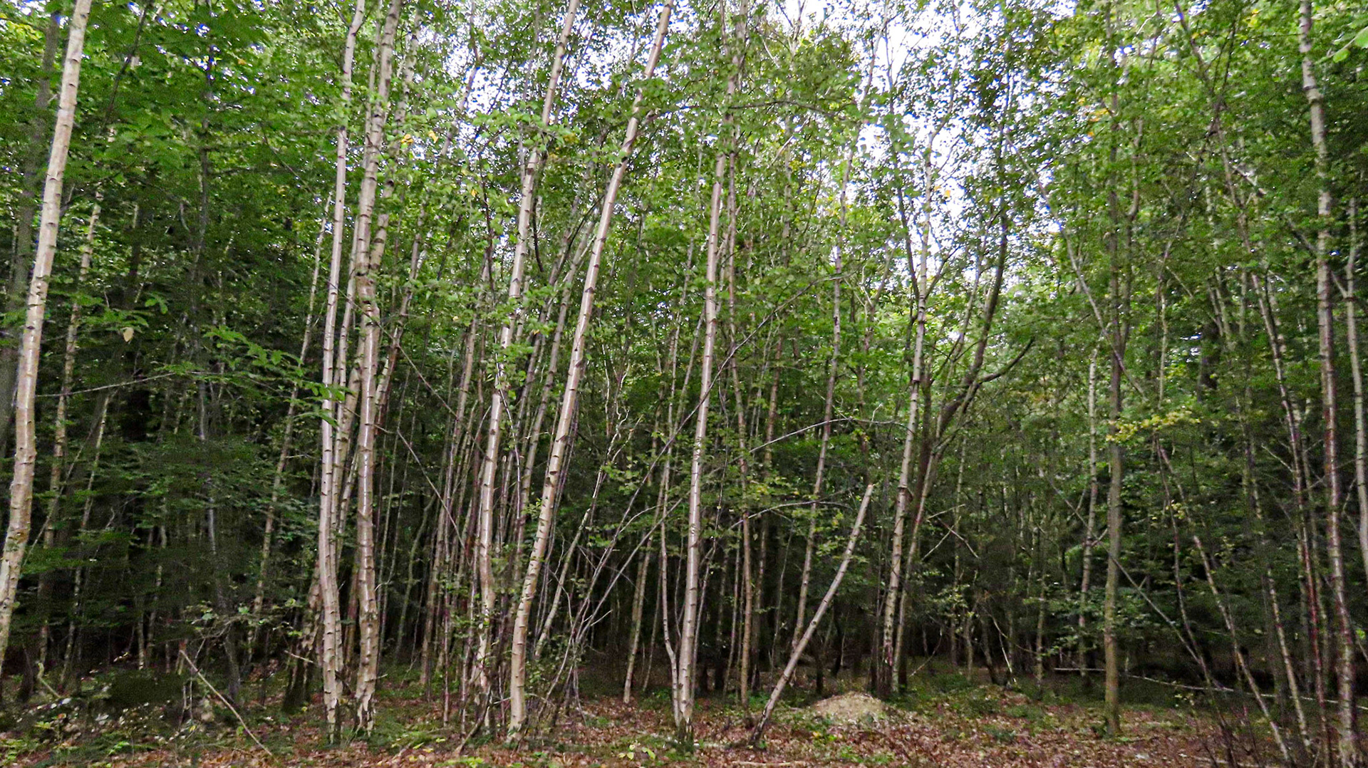 Pullingshill Wood & Marlow Common, Buckinghamshire